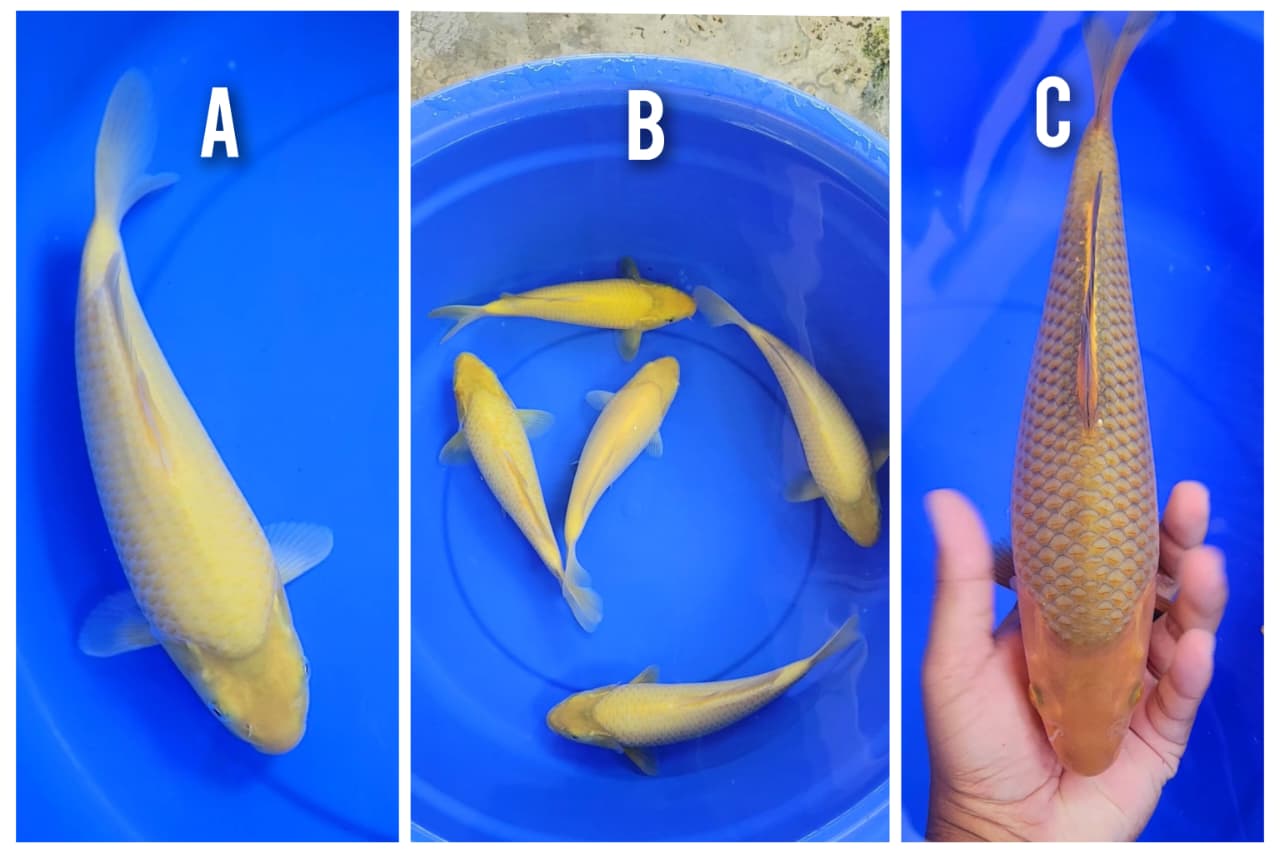 Lelang Koi Online, Jual Beli Ikan Koi, Pasar Koi Terbaik, Agen Lelang Koi, Penawaran Koi Berkualitas, Harga Jual Koi, Lelang Ikan Koi Import, Beli Koi Online, Jual Koi Murah, Koi Showroom, Penjual Koi Terpercaya, Lelang Koi Jakarta, Jual Koi Lokal, Koi Kualitas Unggul, Harga Terbaik Koi, Jual Koi Indukan, Lelang Ikan Hias Koi, Pasar Koi Indonesia, Beli Koi Berkualitas Tinggi, Koi Farm Terbesar, Jual Beli Koi Impor, Lelang Ikan Koi Kualitas Premium, Daftar Harga Koi Terbaru, Pusat Jual Beli Koi, Info Lelang Koi Hari Ini.