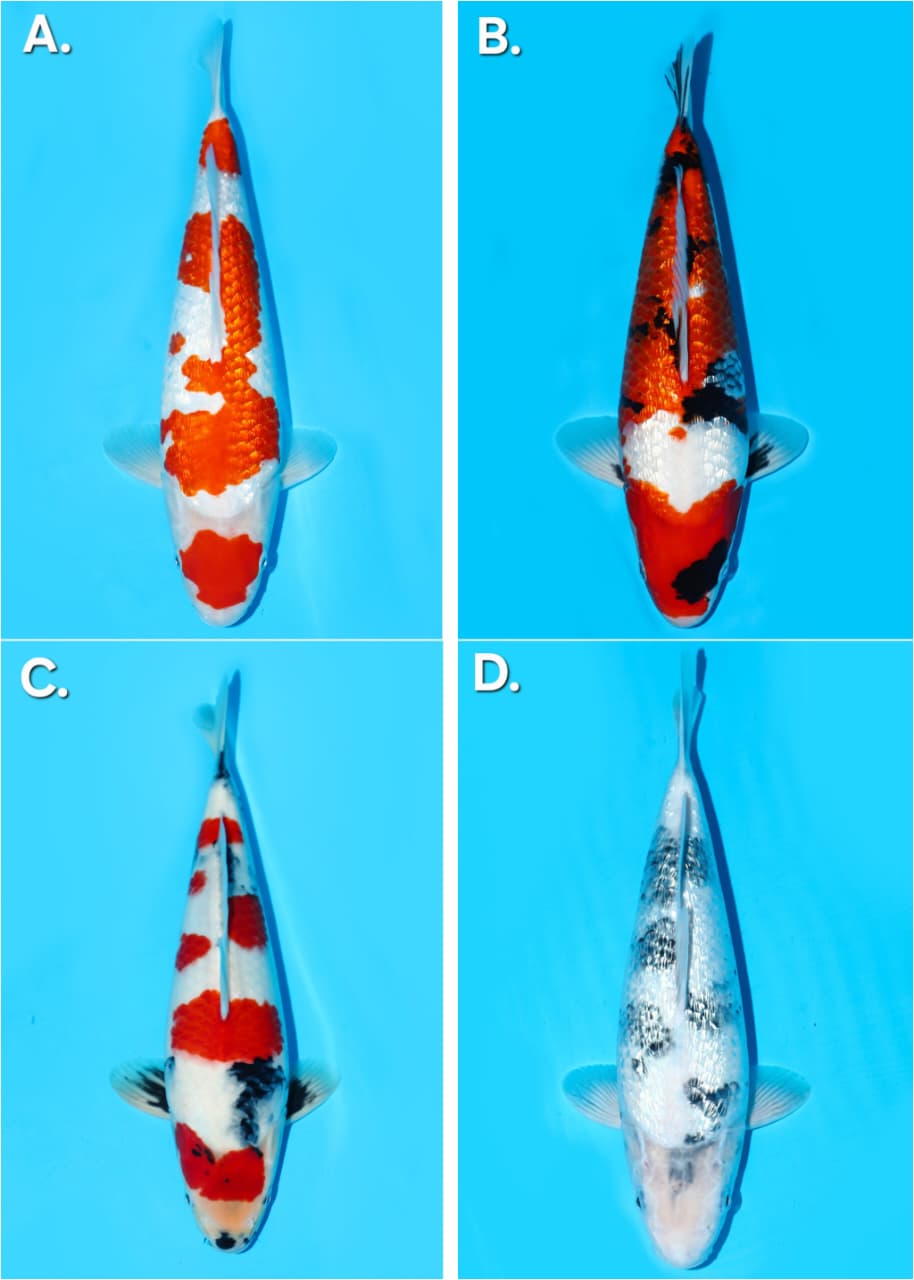 Lelang Koi Online, Jual Beli Ikan Koi, Pasar Koi Terbaik, Agen Lelang Koi, Penawaran Koi Berkualitas, Harga Jual Koi, Lelang Ikan Koi Import, Beli Koi Online, Jual Koi Murah, Koi Showroom, Penjual Koi Terpercaya, Lelang Koi Jakarta, Jual Koi Lokal, Koi Kualitas Unggul, Harga Terbaik Koi, Jual Koi Indukan, Lelang Ikan Hias Koi, Pasar Koi Indonesia, Beli Koi Berkualitas Tinggi, Koi Farm Terbesar, Jual Beli Koi Impor, Lelang Ikan Koi Kualitas Premium, Daftar Harga Koi Terbaru, Pusat Jual Beli Koi, Info Lelang Koi Hari Ini.