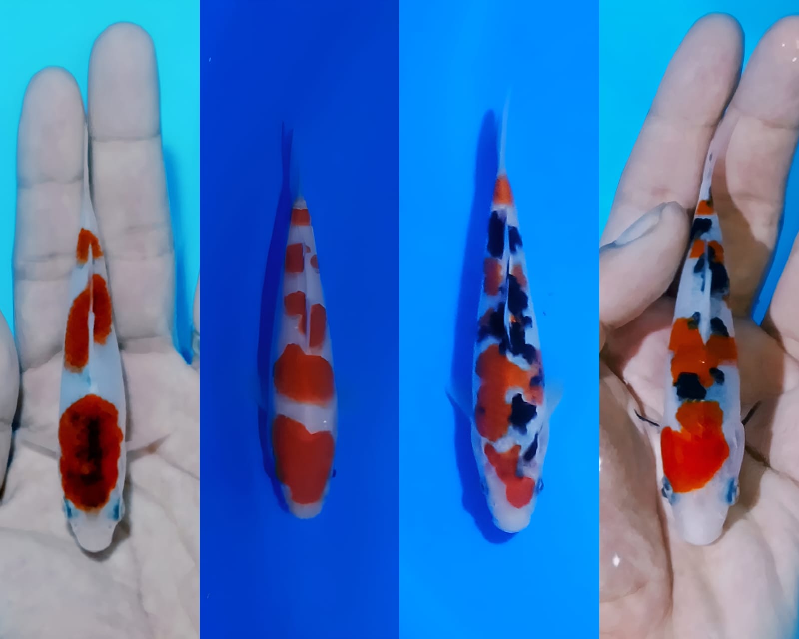 Lelang Koi Online, Jual Beli Ikan Koi, Pasar Koi Terbaik, Agen Lelang Koi, Penawaran Koi Berkualitas, Harga Jual Koi, Lelang Ikan Koi Import, Beli Koi Online, Jual Koi Murah, Koi Showroom, Penjual Koi Terpercaya, Lelang Koi Jakarta, Jual Koi Lokal, Koi Kualitas Unggul, Harga Terbaik Koi, Jual Koi Indukan, Lelang Ikan Hias Koi, Pasar Koi Indonesia, Beli Koi Berkualitas Tinggi, Koi Farm Terbesar, Jual Beli Koi Impor, Lelang Ikan Koi Kualitas Premium, Daftar Harga Koi Terbaru, Pusat Jual Beli Koi, Info Lelang Koi Hari Ini.