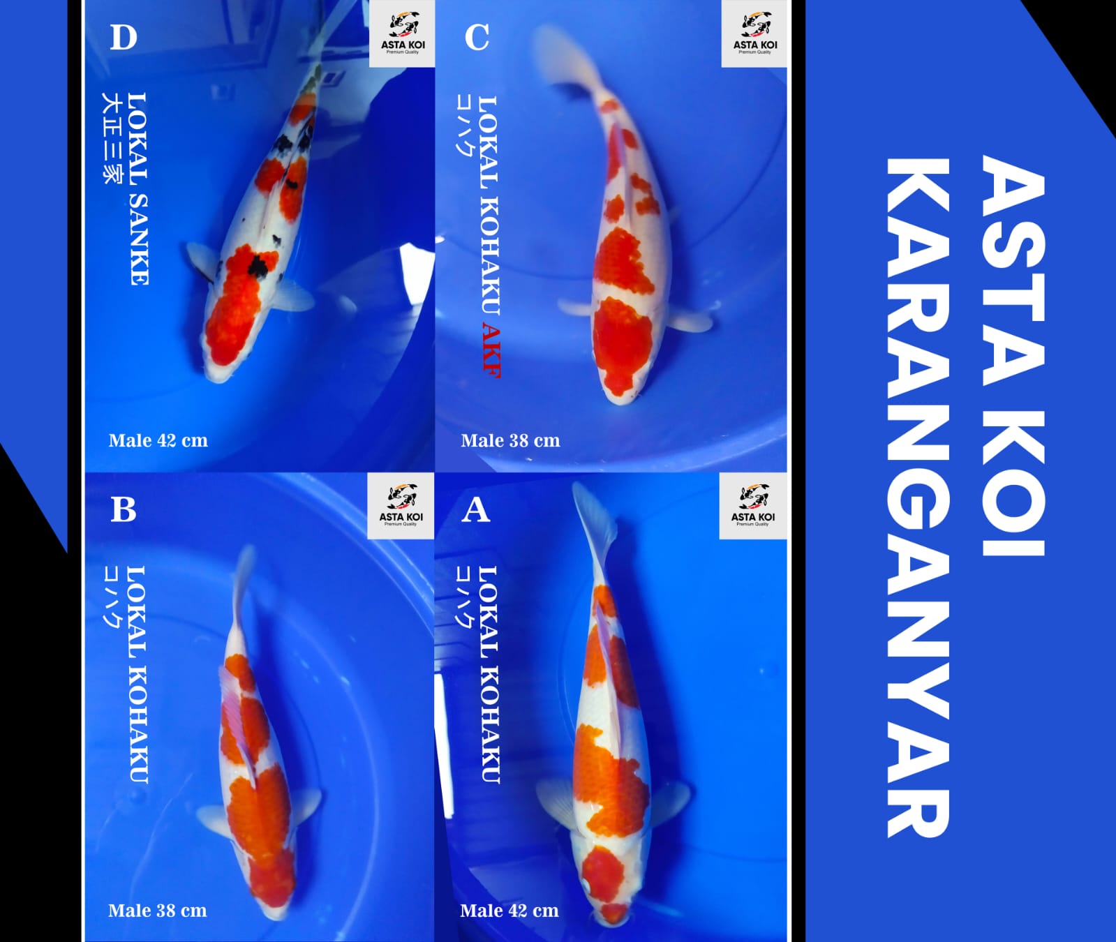 Lelang Koi Online, Jual Beli Ikan Koi, Pasar Koi Terbaik, Agen Lelang Koi, Penawaran Koi Berkualitas, Harga Jual Koi, Lelang Ikan Koi Import, Beli Koi Online, Jual Koi Murah, Koi Showroom, Penjual Koi Terpercaya, Lelang Koi Jakarta, Jual Koi Lokal, Koi Kualitas Unggul, Harga Terbaik Koi, Jual Koi Indukan, Lelang Ikan Hias Koi, Pasar Koi Indonesia, Beli Koi Berkualitas Tinggi, Koi Farm Terbesar, Jual Beli Koi Impor, Lelang Ikan Koi Kualitas Premium, Daftar Harga Koi Terbaru, Pusat Jual Beli Koi, Info Lelang Koi Hari Ini.