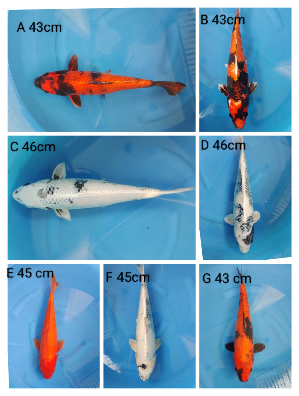 Lelang Koi Online, Jual Beli Ikan Koi, Pasar Koi Terbaik, Agen Lelang Koi, Penawaran Koi Berkualitas, Harga Jual Koi, Lelang Ikan Koi Import, Beli Koi Online, Jual Koi Murah, Koi Showroom, Penjual Koi Terpercaya, Lelang Koi Jakarta, Jual Koi Lokal, Koi Kualitas Unggul, Harga Terbaik Koi, Jual Koi Indukan, Lelang Ikan Hias Koi, Pasar Koi Indonesia, Beli Koi Berkualitas Tinggi, Koi Farm Terbesar, Jual Beli Koi Impor, Lelang Ikan Koi Kualitas Premium, Daftar Harga Koi Terbaru, Pusat Jual Beli Koi, Info Lelang Koi Hari Ini.