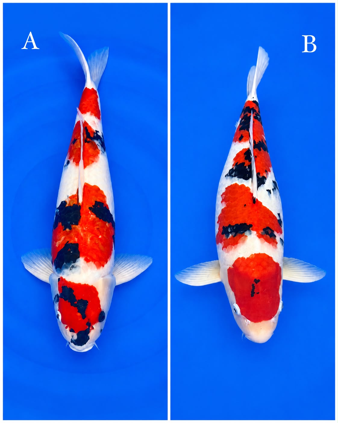 Lelang Koi Online, Jual Beli Ikan Koi, Pasar Koi Terbaik, Agen Lelang Koi, Penawaran Koi Berkualitas, Harga Jual Koi, Lelang Ikan Koi Import, Beli Koi Online, Jual Koi Murah, Koi Showroom, Penjual Koi Terpercaya, Lelang Koi Jakarta, Jual Koi Lokal, Koi Kualitas Unggul, Harga Terbaik Koi, Jual Koi Indukan, Lelang Ikan Hias Koi, Pasar Koi Indonesia, Beli Koi Berkualitas Tinggi, Koi Farm Terbesar, Jual Beli Koi Impor, Lelang Ikan Koi Kualitas Premium, Daftar Harga Koi Terbaru, Pusat Jual Beli Koi, Info Lelang Koi Hari Ini.
