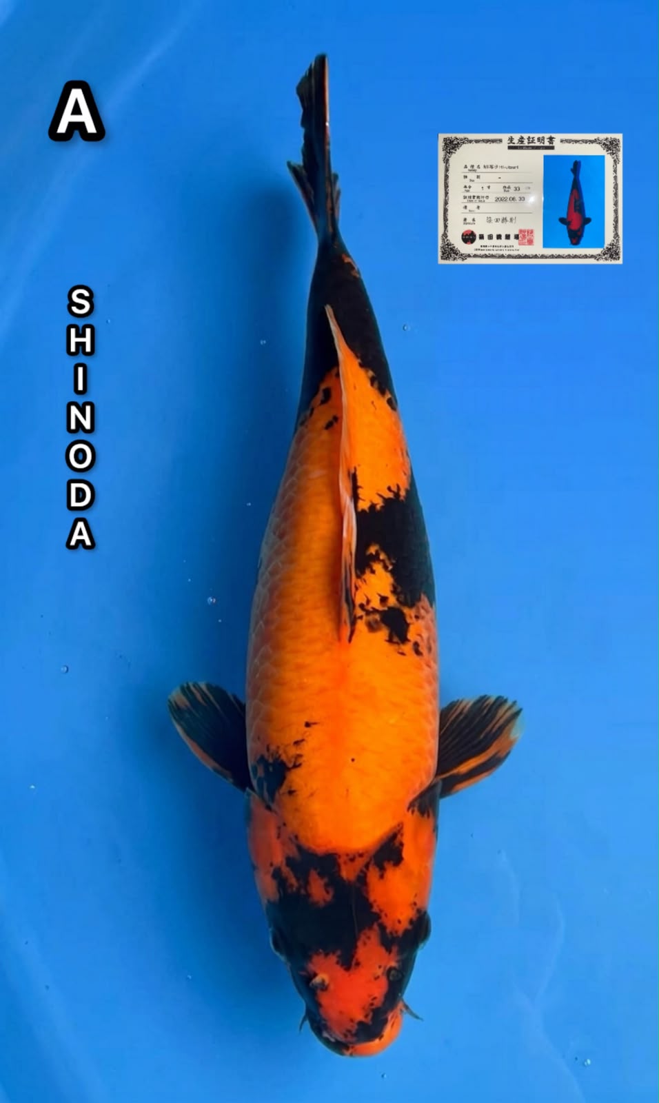 Lelang Koi Online, Jual Beli Ikan Koi, Pasar Koi Terbaik, Agen Lelang Koi, Penawaran Koi Berkualitas, Harga Jual Koi, Lelang Ikan Koi Import, Beli Koi Online, Jual Koi Murah, Koi Showroom, Penjual Koi Terpercaya, Lelang Koi Jakarta, Jual Koi Lokal, Koi Kualitas Unggul, Harga Terbaik Koi, Jual Koi Indukan, Lelang Ikan Hias Koi, Pasar Koi Indonesia, Beli Koi Berkualitas Tinggi, Koi Farm Terbesar, Jual Beli Koi Impor, Lelang Ikan Koi Kualitas Premium, Daftar Harga Koi Terbaru, Pusat Jual Beli Koi, Info Lelang Koi Hari Ini.