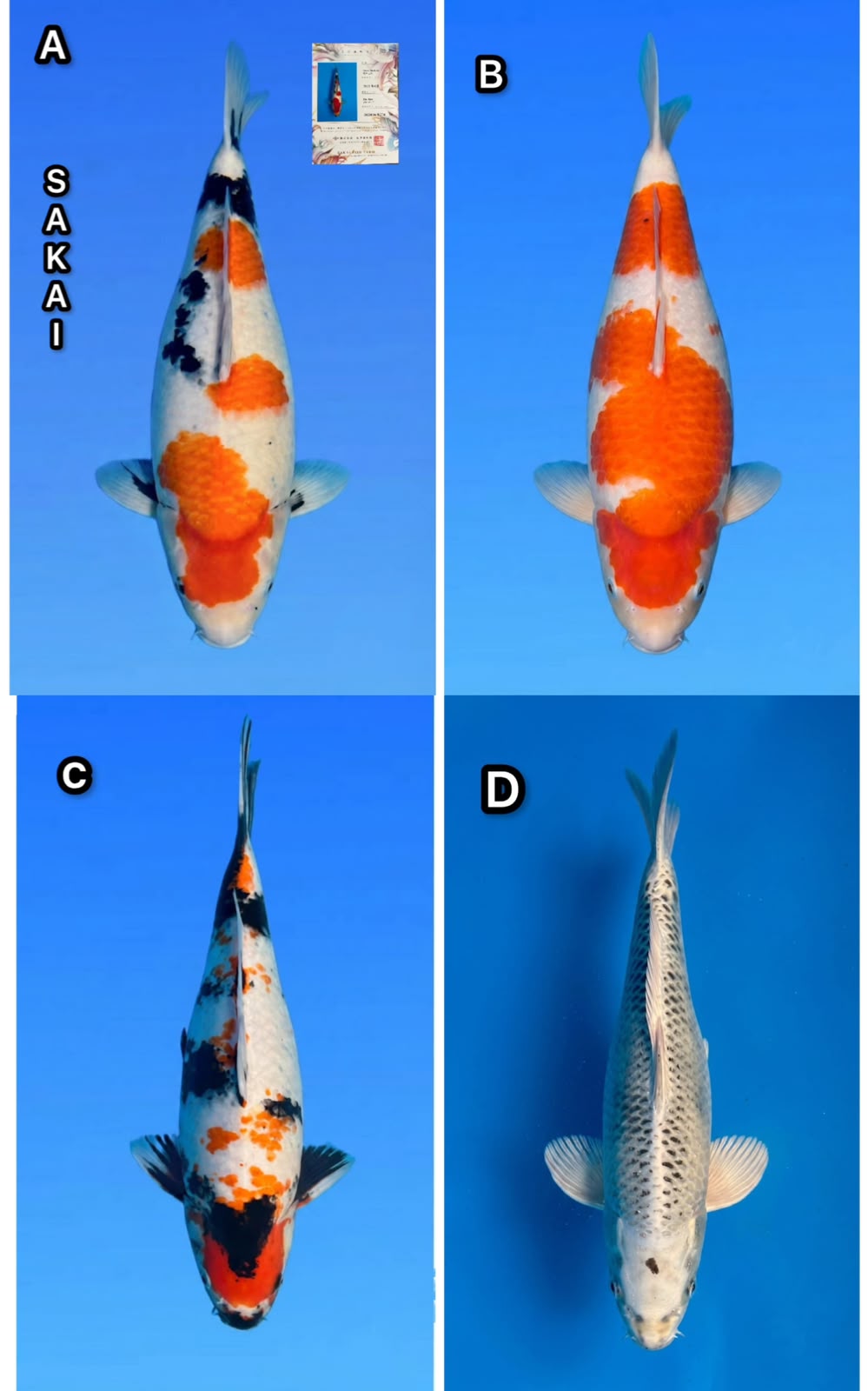 Lelang Koi Online, Jual Beli Ikan Koi, Pasar Koi Terbaik, Agen Lelang Koi, Penawaran Koi Berkualitas, Harga Jual Koi, Lelang Ikan Koi Import, Beli Koi Online, Jual Koi Murah, Koi Showroom, Penjual Koi Terpercaya, Lelang Koi Jakarta, Jual Koi Lokal, Koi Kualitas Unggul, Harga Terbaik Koi, Jual Koi Indukan, Lelang Ikan Hias Koi, Pasar Koi Indonesia, Beli Koi Berkualitas Tinggi, Koi Farm Terbesar, Jual Beli Koi Impor, Lelang Ikan Koi Kualitas Premium, Daftar Harga Koi Terbaru, Pusat Jual Beli Koi, Info Lelang Koi Hari Ini.