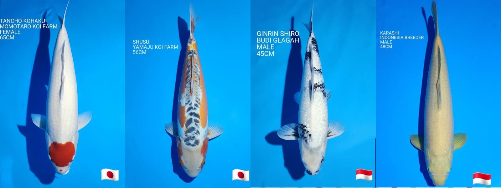 Lelang Koi Online, Jual Beli Ikan Koi, Pasar Koi Terbaik, Agen Lelang Koi, Penawaran Koi Berkualitas, Harga Jual Koi, Lelang Ikan Koi Import, Beli Koi Online, Jual Koi Murah, Koi Showroom, Penjual Koi Terpercaya, Lelang Koi Jakarta, Jual Koi Lokal, Koi Kualitas Unggul, Harga Terbaik Koi, Jual Koi Indukan, Lelang Ikan Hias Koi, Pasar Koi Indonesia, Beli Koi Berkualitas Tinggi, Koi Farm Terbesar, Jual Beli Koi Impor, Lelang Ikan Koi Kualitas Premium, Daftar Harga Koi Terbaru, Pusat Jual Beli Koi, Info Lelang Koi Hari Ini.