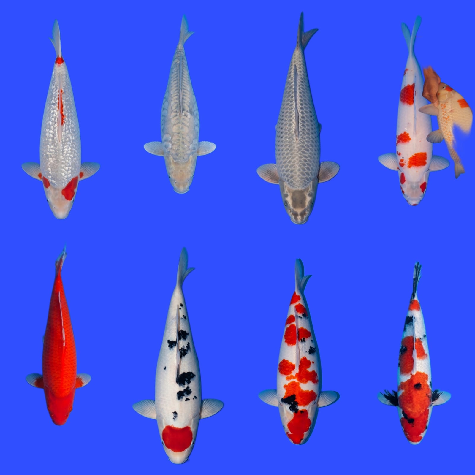 Lelang Koi Online, Jual Beli Ikan Koi, Pasar Koi Terbaik, Agen Lelang Koi, Penawaran Koi Berkualitas, Harga Jual Koi, Lelang Ikan Koi Import, Beli Koi Online, Jual Koi Murah, Koi Showroom, Penjual Koi Terpercaya, Lelang Koi Jakarta, Jual Koi Lokal, Koi Kualitas Unggul, Harga Terbaik Koi, Jual Koi Indukan, Lelang Ikan Hias Koi, Pasar Koi Indonesia, Beli Koi Berkualitas Tinggi, Koi Farm Terbesar, Jual Beli Koi Impor, Lelang Ikan Koi Kualitas Premium, Daftar Harga Koi Terbaru, Pusat Jual Beli Koi, Info Lelang Koi Hari Ini.