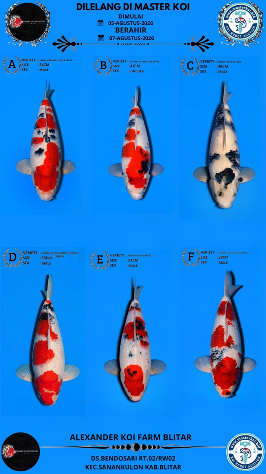Lelang Koi Online, Jual Beli Ikan Koi, Pasar Koi Terbaik, Agen Lelang Koi, Penawaran Koi Berkualitas, Harga Jual Koi, Lelang Ikan Koi Import, Beli Koi Online, Jual Koi Murah, Koi Showroom, Penjual Koi Terpercaya, Lelang Koi Jakarta, Jual Koi Lokal, Koi Kualitas Unggul, Harga Terbaik Koi, Jual Koi Indukan, Lelang Ikan Hias Koi, Pasar Koi Indonesia, Beli Koi Berkualitas Tinggi, Koi Farm Terbesar, Jual Beli Koi Impor, Lelang Ikan Koi Kualitas Premium, Daftar Harga Koi Terbaru, Pusat Jual Beli Koi, Info Lelang Koi Hari Ini.