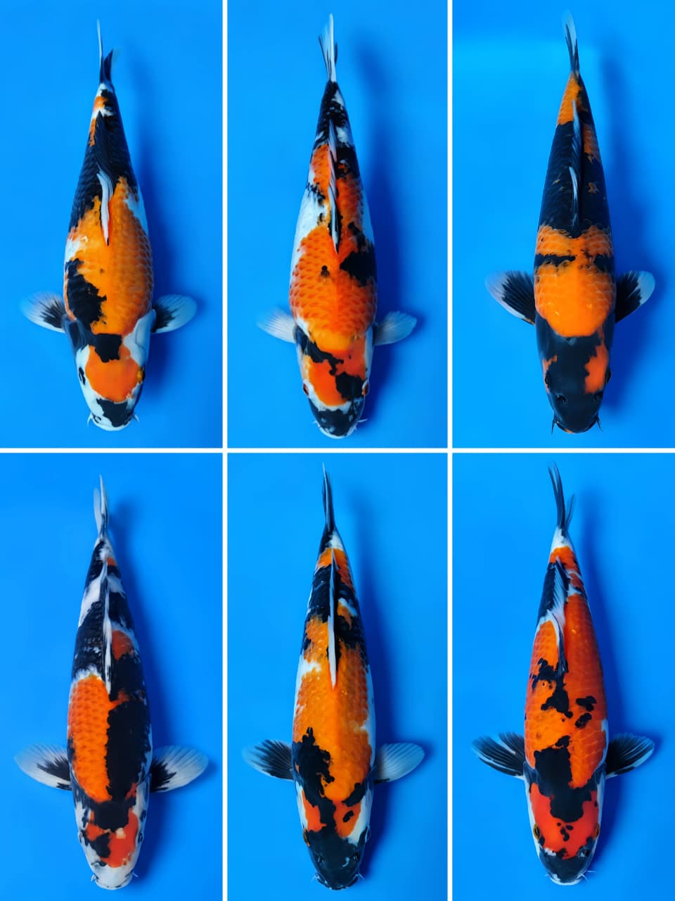 Lelang Koi Online, Jual Beli Ikan Koi, Pasar Koi Terbaik, Agen Lelang Koi, Penawaran Koi Berkualitas, Harga Jual Koi, Lelang Ikan Koi Import, Beli Koi Online, Jual Koi Murah, Koi Showroom, Penjual Koi Terpercaya, Lelang Koi Jakarta, Jual Koi Lokal, Koi Kualitas Unggul, Harga Terbaik Koi, Jual Koi Indukan, Lelang Ikan Hias Koi, Pasar Koi Indonesia, Beli Koi Berkualitas Tinggi, Koi Farm Terbesar, Jual Beli Koi Impor, Lelang Ikan Koi Kualitas Premium, Daftar Harga Koi Terbaru, Pusat Jual Beli Koi, Info Lelang Koi Hari Ini.