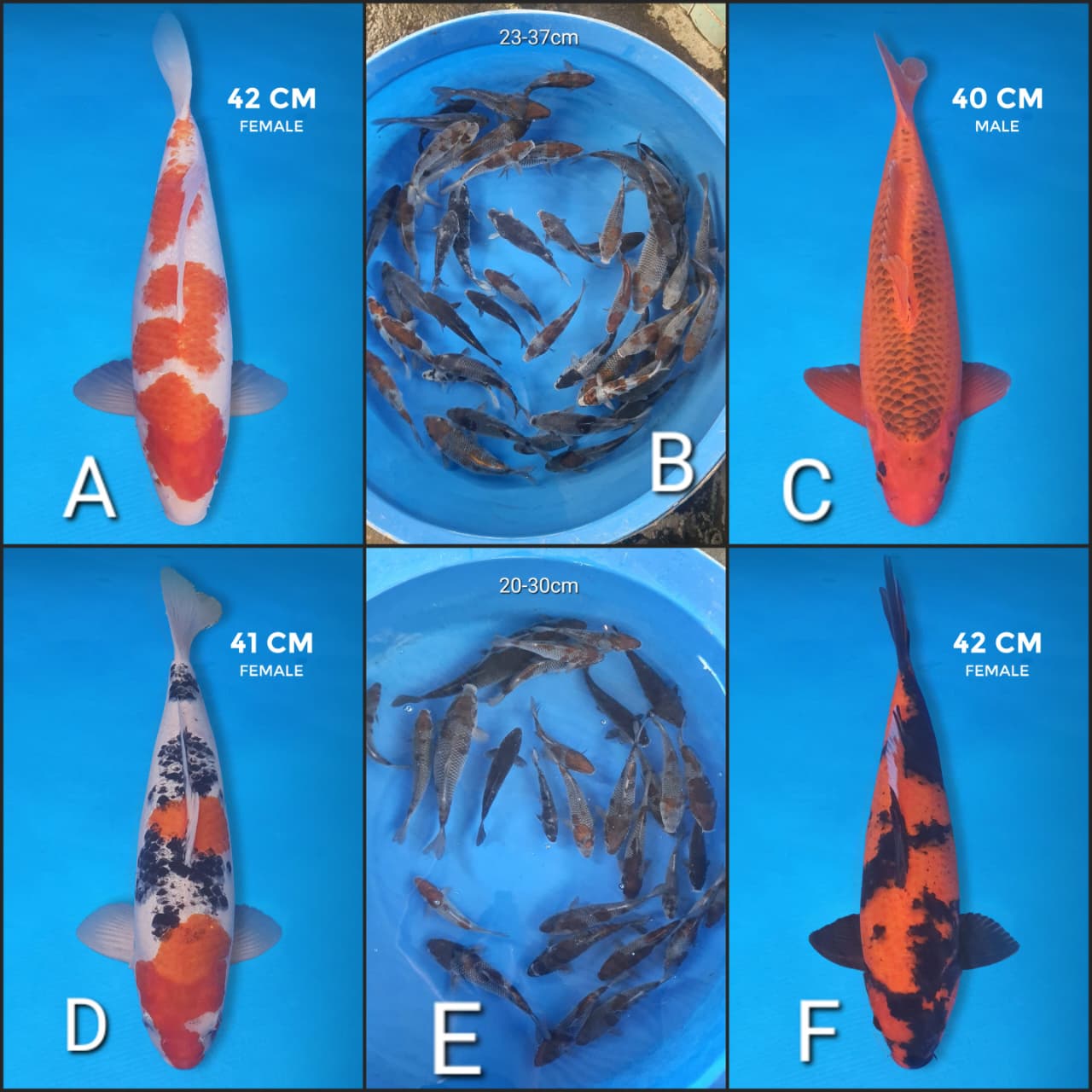 Lelang Koi Online, Jual Beli Ikan Koi, Pasar Koi Terbaik, Agen Lelang Koi, Penawaran Koi Berkualitas, Harga Jual Koi, Lelang Ikan Koi Import, Beli Koi Online, Jual Koi Murah, Koi Showroom, Penjual Koi Terpercaya, Lelang Koi Jakarta, Jual Koi Lokal, Koi Kualitas Unggul, Harga Terbaik Koi, Jual Koi Indukan, Lelang Ikan Hias Koi, Pasar Koi Indonesia, Beli Koi Berkualitas Tinggi, Koi Farm Terbesar, Jual Beli Koi Impor, Lelang Ikan Koi Kualitas Premium, Daftar Harga Koi Terbaru, Pusat Jual Beli Koi, Info Lelang Koi Hari Ini.
