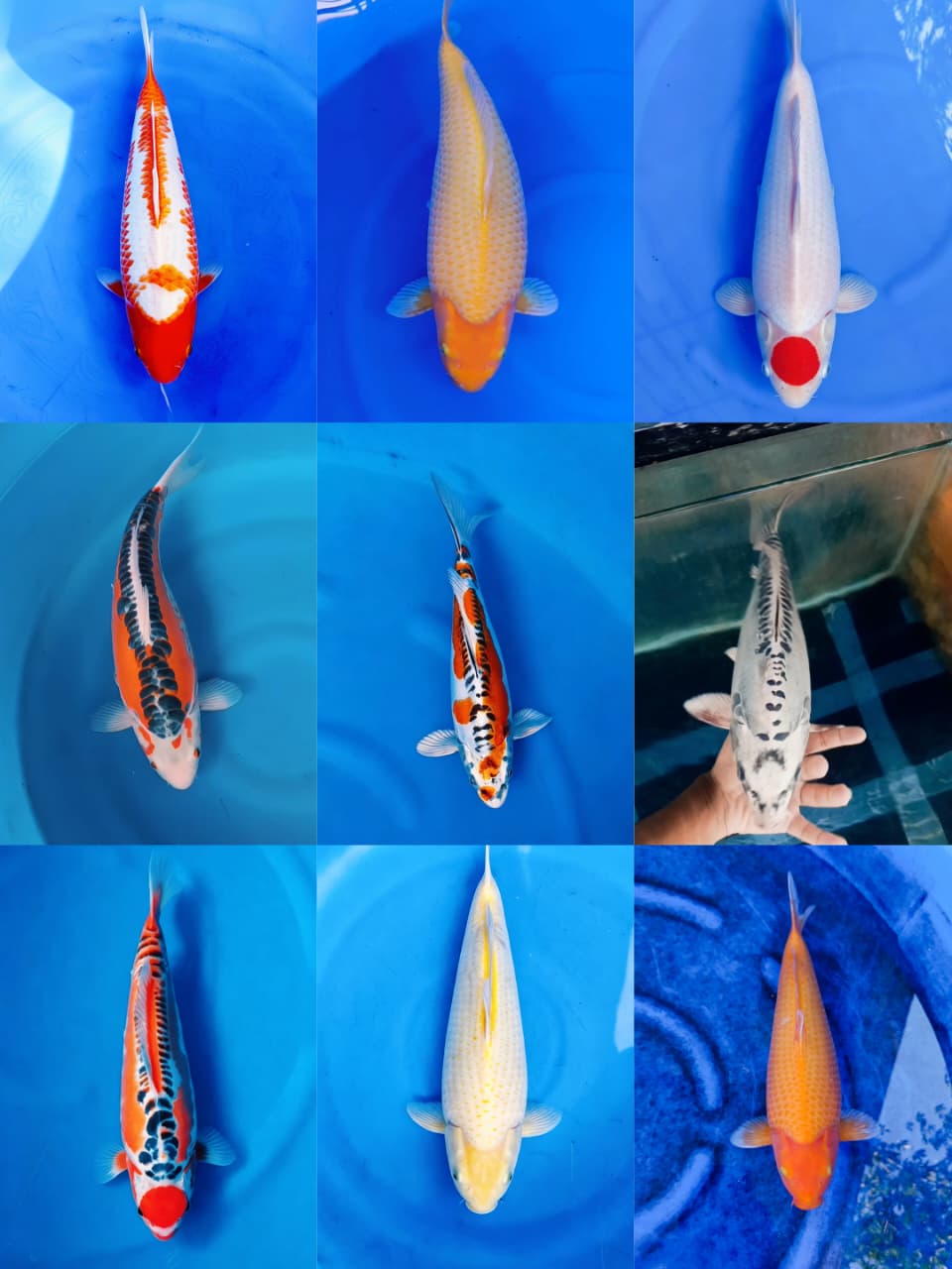 Lelang Koi Online, Jual Beli Ikan Koi, Pasar Koi Terbaik, Agen Lelang Koi, Penawaran Koi Berkualitas, Harga Jual Koi, Lelang Ikan Koi Import, Beli Koi Online, Jual Koi Murah, Koi Showroom, Penjual Koi Terpercaya, Lelang Koi Jakarta, Jual Koi Lokal, Koi Kualitas Unggul, Harga Terbaik Koi, Jual Koi Indukan, Lelang Ikan Hias Koi, Pasar Koi Indonesia, Beli Koi Berkualitas Tinggi, Koi Farm Terbesar, Jual Beli Koi Impor, Lelang Ikan Koi Kualitas Premium, Daftar Harga Koi Terbaru, Pusat Jual Beli Koi, Info Lelang Koi Hari Ini.