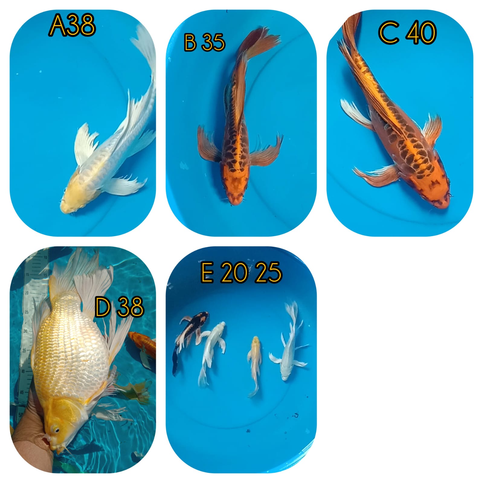 Lelang Koi Online, Jual Beli Ikan Koi, Pasar Koi Terbaik, Agen Lelang Koi, Penawaran Koi Berkualitas, Harga Jual Koi, Lelang Ikan Koi Import, Beli Koi Online, Jual Koi Murah, Koi Showroom, Penjual Koi Terpercaya, Lelang Koi Jakarta, Jual Koi Lokal, Koi Kualitas Unggul, Harga Terbaik Koi, Jual Koi Indukan, Lelang Ikan Hias Koi, Pasar Koi Indonesia, Beli Koi Berkualitas Tinggi, Koi Farm Terbesar, Jual Beli Koi Impor, Lelang Ikan Koi Kualitas Premium, Daftar Harga Koi Terbaru, Pusat Jual Beli Koi, Info Lelang Koi Hari Ini.