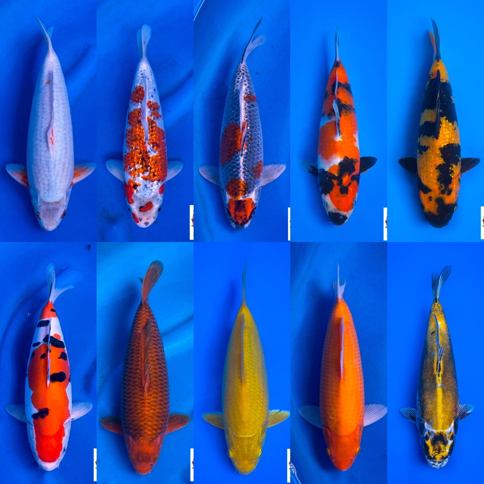 Lelang Koi Online, Jual Beli Ikan Koi, Pasar Koi Terbaik, Agen Lelang Koi, Penawaran Koi Berkualitas, Harga Jual Koi, Lelang Ikan Koi Import, Beli Koi Online, Jual Koi Murah, Koi Showroom, Penjual Koi Terpercaya, Lelang Koi Jakarta, Jual Koi Lokal, Koi Kualitas Unggul, Harga Terbaik Koi, Jual Koi Indukan, Lelang Ikan Hias Koi, Pasar Koi Indonesia, Beli Koi Berkualitas Tinggi, Koi Farm Terbesar, Jual Beli Koi Impor, Lelang Ikan Koi Kualitas Premium, Daftar Harga Koi Terbaru, Pusat Jual Beli Koi, Info Lelang Koi Hari Ini.
