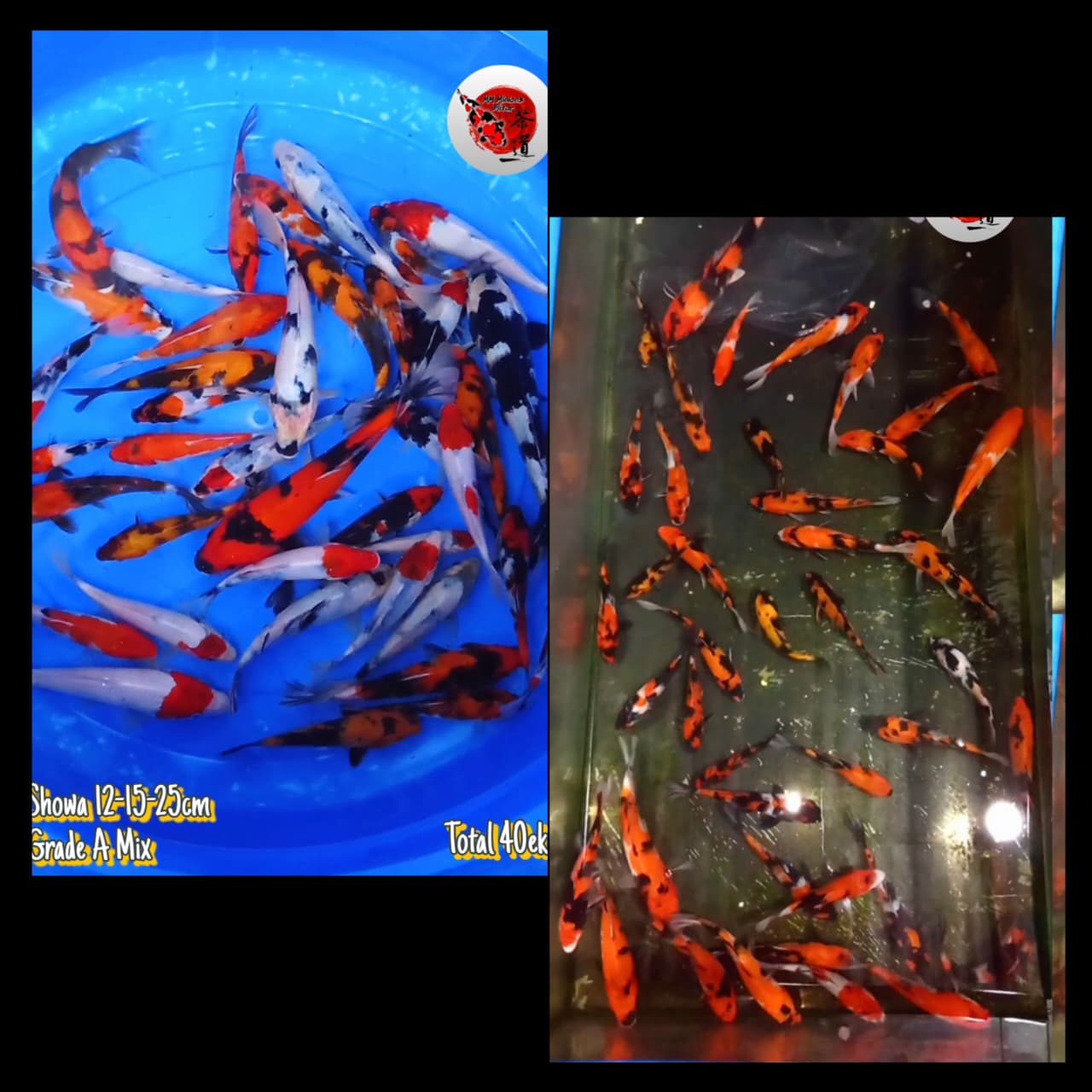 Lelang Koi Online, Jual Beli Ikan Koi, Pasar Koi Terbaik, Agen Lelang Koi, Penawaran Koi Berkualitas, Harga Jual Koi, Lelang Ikan Koi Import, Beli Koi Online, Jual Koi Murah, Koi Showroom, Penjual Koi Terpercaya, Lelang Koi Jakarta, Jual Koi Lokal, Koi Kualitas Unggul, Harga Terbaik Koi, Jual Koi Indukan, Lelang Ikan Hias Koi, Pasar Koi Indonesia, Beli Koi Berkualitas Tinggi, Koi Farm Terbesar, Jual Beli Koi Impor, Lelang Ikan Koi Kualitas Premium, Daftar Harga Koi Terbaru, Pusat Jual Beli Koi, Info Lelang Koi Hari Ini.