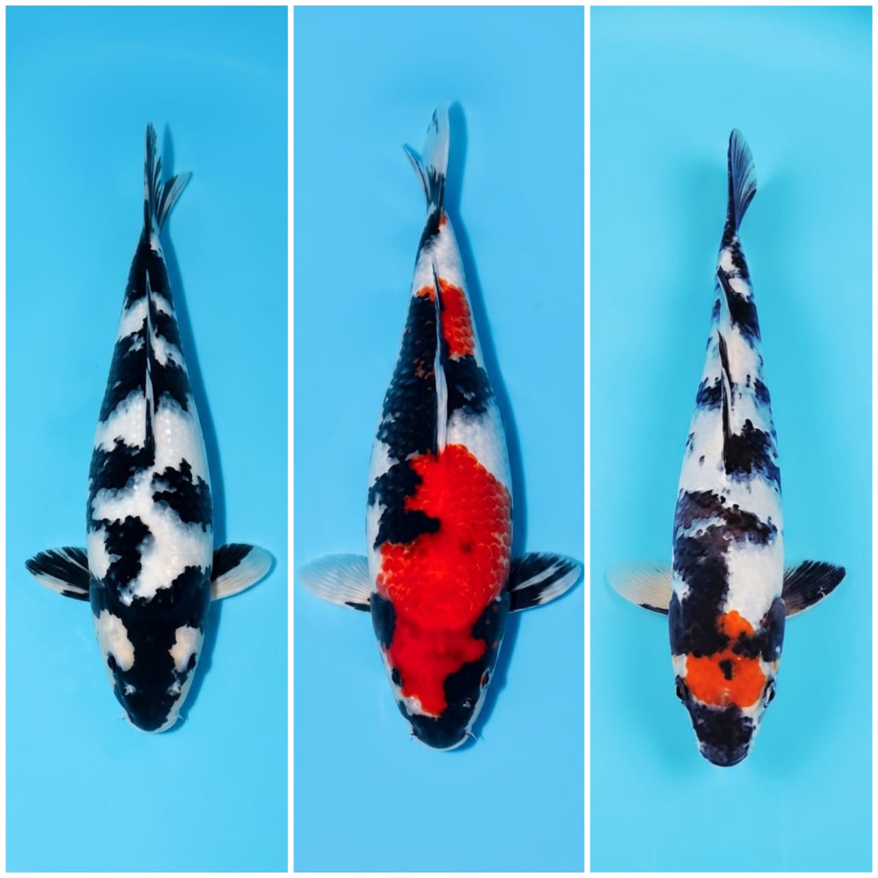 Lelang Koi Online, Jual Beli Ikan Koi, Pasar Koi Terbaik, Agen Lelang Koi, Penawaran Koi Berkualitas, Harga Jual Koi, Lelang Ikan Koi Import, Beli Koi Online, Jual Koi Murah, Koi Showroom, Penjual Koi Terpercaya, Lelang Koi Jakarta, Jual Koi Lokal, Koi Kualitas Unggul, Harga Terbaik Koi, Jual Koi Indukan, Lelang Ikan Hias Koi, Pasar Koi Indonesia, Beli Koi Berkualitas Tinggi, Koi Farm Terbesar, Jual Beli Koi Impor, Lelang Ikan Koi Kualitas Premium, Daftar Harga Koi Terbaru, Pusat Jual Beli Koi, Info Lelang Koi Hari Ini.