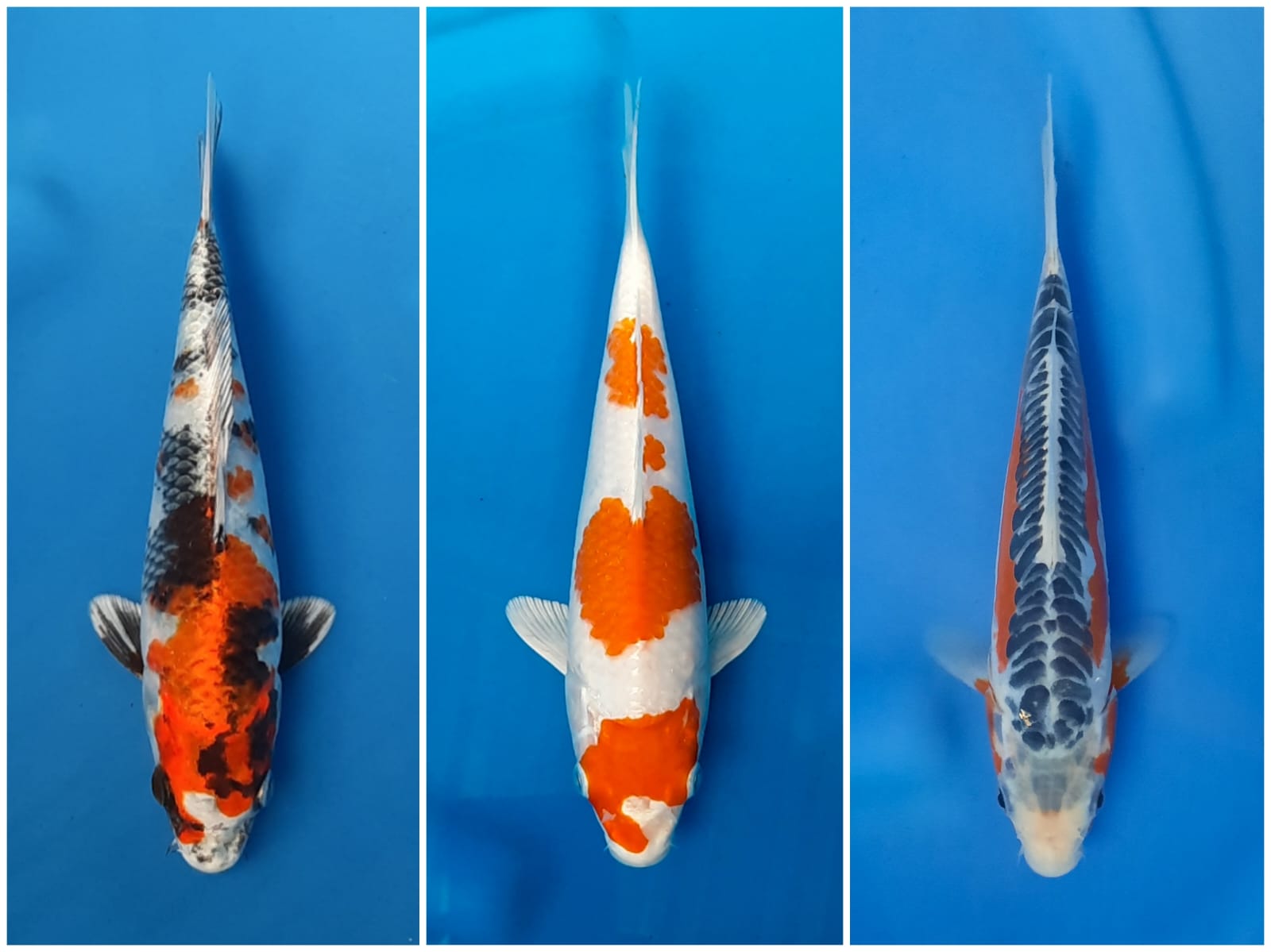 Lelang Koi Online, Jual Beli Ikan Koi, Pasar Koi Terbaik, Agen Lelang Koi, Penawaran Koi Berkualitas, Harga Jual Koi, Lelang Ikan Koi Import, Beli Koi Online, Jual Koi Murah, Koi Showroom, Penjual Koi Terpercaya, Lelang Koi Jakarta, Jual Koi Lokal, Koi Kualitas Unggul, Harga Terbaik Koi, Jual Koi Indukan, Lelang Ikan Hias Koi, Pasar Koi Indonesia, Beli Koi Berkualitas Tinggi, Koi Farm Terbesar, Jual Beli Koi Impor, Lelang Ikan Koi Kualitas Premium, Daftar Harga Koi Terbaru, Pusat Jual Beli Koi, Info Lelang Koi Hari Ini.