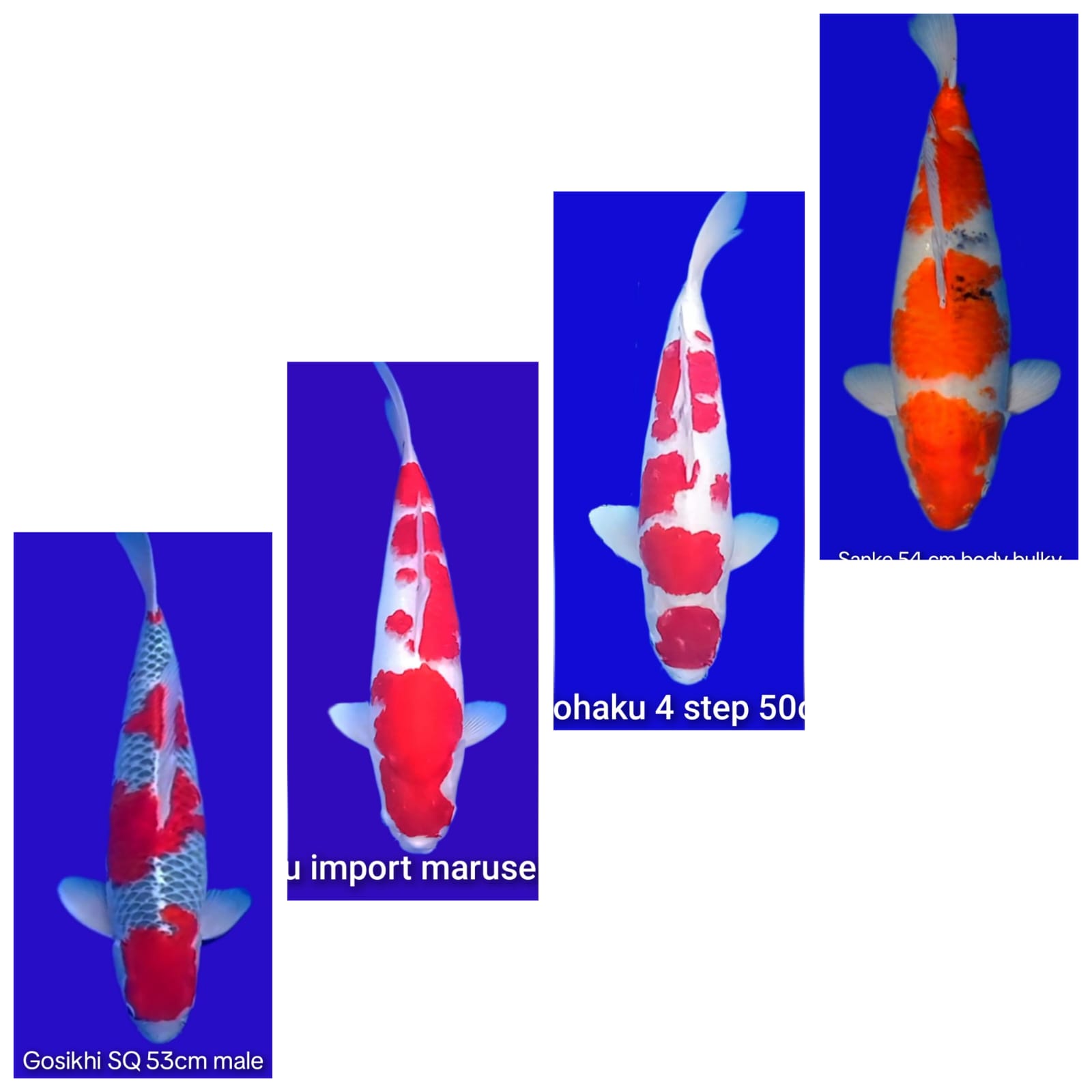 Lelang Koi Online, Jual Beli Ikan Koi, Pasar Koi Terbaik, Agen Lelang Koi, Penawaran Koi Berkualitas, Harga Jual Koi, Lelang Ikan Koi Import, Beli Koi Online, Jual Koi Murah, Koi Showroom, Penjual Koi Terpercaya, Lelang Koi Jakarta, Jual Koi Lokal, Koi Kualitas Unggul, Harga Terbaik Koi, Jual Koi Indukan, Lelang Ikan Hias Koi, Pasar Koi Indonesia, Beli Koi Berkualitas Tinggi, Koi Farm Terbesar, Jual Beli Koi Impor, Lelang Ikan Koi Kualitas Premium, Daftar Harga Koi Terbaru, Pusat Jual Beli Koi, Info Lelang Koi Hari Ini.