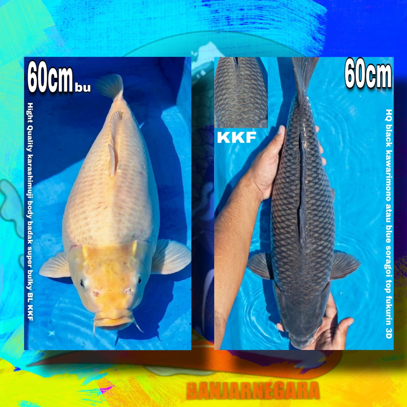 Lelang Koi Online, Jual Beli Ikan Koi, Pasar Koi Terbaik, Agen Lelang Koi, Penawaran Koi Berkualitas, Harga Jual Koi, Lelang Ikan Koi Import, Beli Koi Online, Jual Koi Murah, Koi Showroom, Penjual Koi Terpercaya, Lelang Koi Jakarta, Jual Koi Lokal, Koi Kualitas Unggul, Harga Terbaik Koi, Jual Koi Indukan, Lelang Ikan Hias Koi, Pasar Koi Indonesia, Beli Koi Berkualitas Tinggi, Koi Farm Terbesar, Jual Beli Koi Impor, Lelang Ikan Koi Kualitas Premium, Daftar Harga Koi Terbaru, Pusat Jual Beli Koi, Info Lelang Koi Hari Ini.