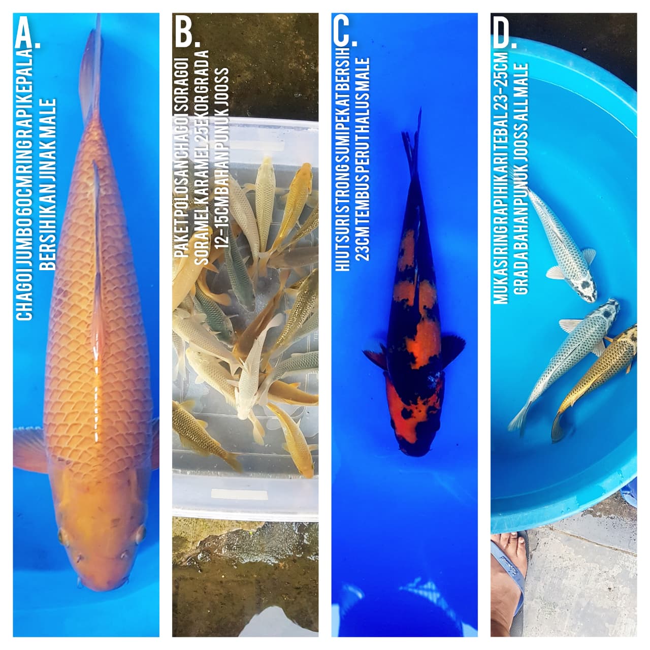 Lelang Koi Online, Jual Beli Ikan Koi, Pasar Koi Terbaik, Agen Lelang Koi, Penawaran Koi Berkualitas, Harga Jual Koi, Lelang Ikan Koi Import, Beli Koi Online, Jual Koi Murah, Koi Showroom, Penjual Koi Terpercaya, Lelang Koi Jakarta, Jual Koi Lokal, Koi Kualitas Unggul, Harga Terbaik Koi, Jual Koi Indukan, Lelang Ikan Hias Koi, Pasar Koi Indonesia, Beli Koi Berkualitas Tinggi, Koi Farm Terbesar, Jual Beli Koi Impor, Lelang Ikan Koi Kualitas Premium, Daftar Harga Koi Terbaru, Pusat Jual Beli Koi, Info Lelang Koi Hari Ini.