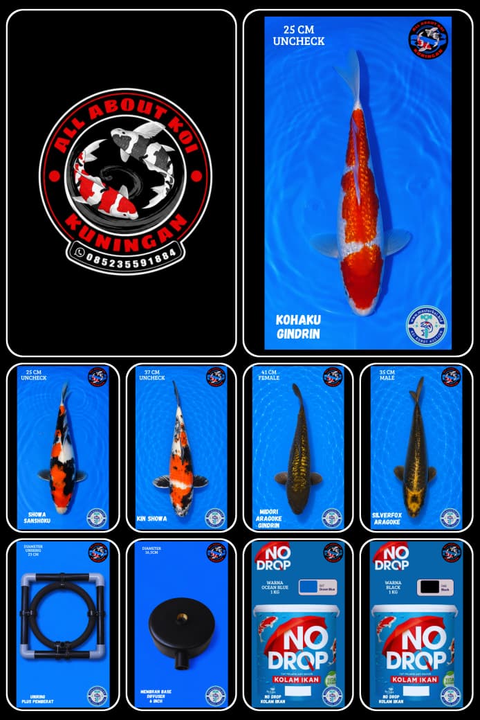 Lelang Koi Online, Jual Beli Ikan Koi, Pasar Koi Terbaik, Agen Lelang Koi, Penawaran Koi Berkualitas, Harga Jual Koi, Lelang Ikan Koi Import, Beli Koi Online, Jual Koi Murah, Koi Showroom, Penjual Koi Terpercaya, Lelang Koi Jakarta, Jual Koi Lokal, Koi Kualitas Unggul, Harga Terbaik Koi, Jual Koi Indukan, Lelang Ikan Hias Koi, Pasar Koi Indonesia, Beli Koi Berkualitas Tinggi, Koi Farm Terbesar, Jual Beli Koi Impor, Lelang Ikan Koi Kualitas Premium, Daftar Harga Koi Terbaru, Pusat Jual Beli Koi, Info Lelang Koi Hari Ini.