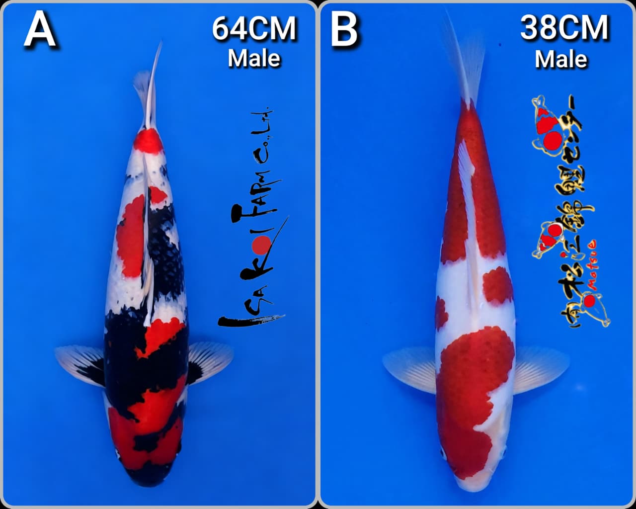 Lelang Koi Online, Jual Beli Ikan Koi, Pasar Koi Terbaik, Agen Lelang Koi, Penawaran Koi Berkualitas, Harga Jual Koi, Lelang Ikan Koi Import, Beli Koi Online, Jual Koi Murah, Koi Showroom, Penjual Koi Terpercaya, Lelang Koi Jakarta, Jual Koi Lokal, Koi Kualitas Unggul, Harga Terbaik Koi, Jual Koi Indukan, Lelang Ikan Hias Koi, Pasar Koi Indonesia, Beli Koi Berkualitas Tinggi, Koi Farm Terbesar, Jual Beli Koi Impor, Lelang Ikan Koi Kualitas Premium, Daftar Harga Koi Terbaru, Pusat Jual Beli Koi, Info Lelang Koi Hari Ini.