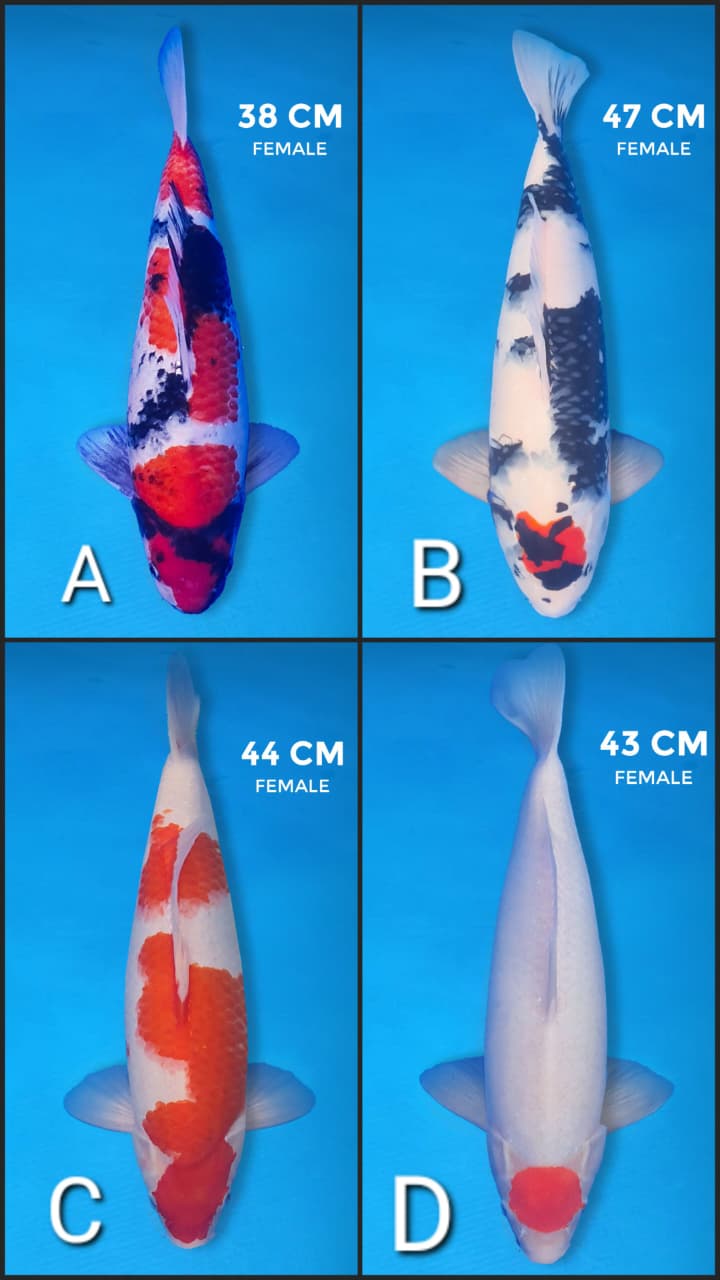 Lelang Koi Online, Jual Beli Ikan Koi, Pasar Koi Terbaik, Agen Lelang Koi, Penawaran Koi Berkualitas, Harga Jual Koi, Lelang Ikan Koi Import, Beli Koi Online, Jual Koi Murah, Koi Showroom, Penjual Koi Terpercaya, Lelang Koi Jakarta, Jual Koi Lokal, Koi Kualitas Unggul, Harga Terbaik Koi, Jual Koi Indukan, Lelang Ikan Hias Koi, Pasar Koi Indonesia, Beli Koi Berkualitas Tinggi, Koi Farm Terbesar, Jual Beli Koi Impor, Lelang Ikan Koi Kualitas Premium, Daftar Harga Koi Terbaru, Pusat Jual Beli Koi, Info Lelang Koi Hari Ini.