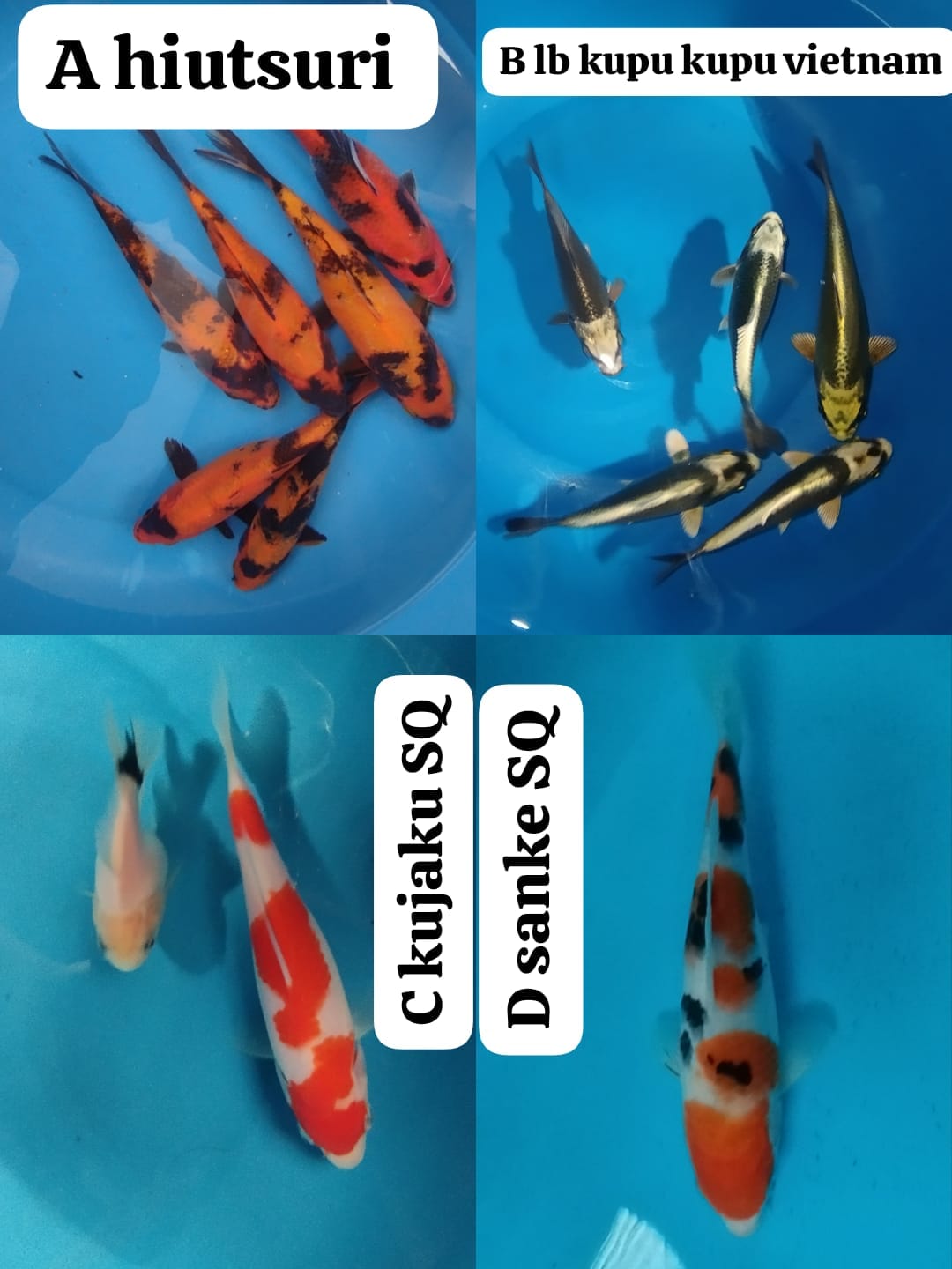 Lelang Koi Online, Jual Beli Ikan Koi, Pasar Koi Terbaik, Agen Lelang Koi, Penawaran Koi Berkualitas, Harga Jual Koi, Lelang Ikan Koi Import, Beli Koi Online, Jual Koi Murah, Koi Showroom, Penjual Koi Terpercaya, Lelang Koi Jakarta, Jual Koi Lokal, Koi Kualitas Unggul, Harga Terbaik Koi, Jual Koi Indukan, Lelang Ikan Hias Koi, Pasar Koi Indonesia, Beli Koi Berkualitas Tinggi, Koi Farm Terbesar, Jual Beli Koi Impor, Lelang Ikan Koi Kualitas Premium, Daftar Harga Koi Terbaru, Pusat Jual Beli Koi, Info Lelang Koi Hari Ini.