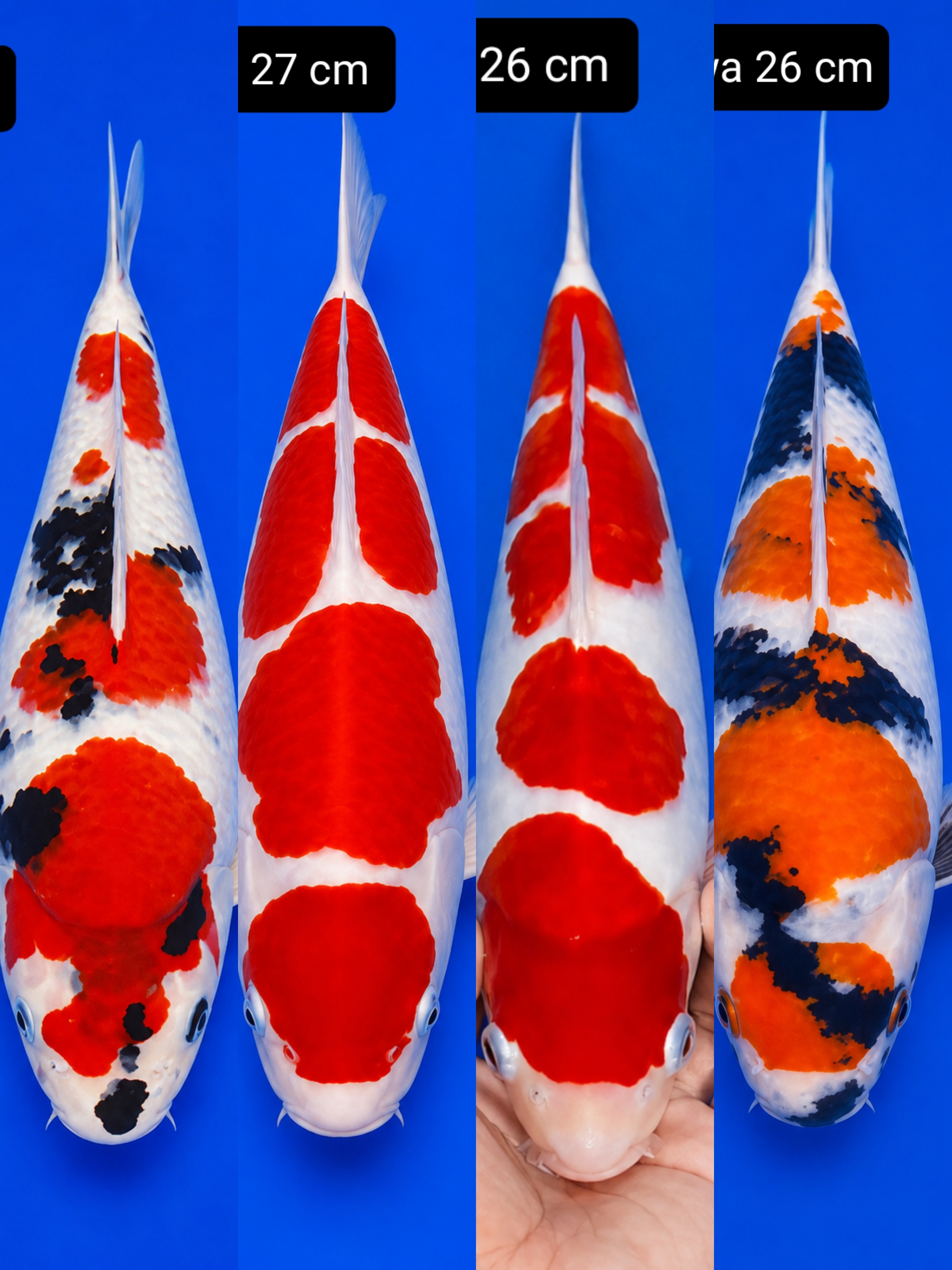 Lelang Koi Online, Jual Beli Ikan Koi, Pasar Koi Terbaik, Agen Lelang Koi, Penawaran Koi Berkualitas, Harga Jual Koi, Lelang Ikan Koi Import, Beli Koi Online, Jual Koi Murah, Koi Showroom, Penjual Koi Terpercaya, Lelang Koi Jakarta, Jual Koi Lokal, Koi Kualitas Unggul, Harga Terbaik Koi, Jual Koi Indukan, Lelang Ikan Hias Koi, Pasar Koi Indonesia, Beli Koi Berkualitas Tinggi, Koi Farm Terbesar, Jual Beli Koi Impor, Lelang Ikan Koi Kualitas Premium, Daftar Harga Koi Terbaru, Pusat Jual Beli Koi, Info Lelang Koi Hari Ini.