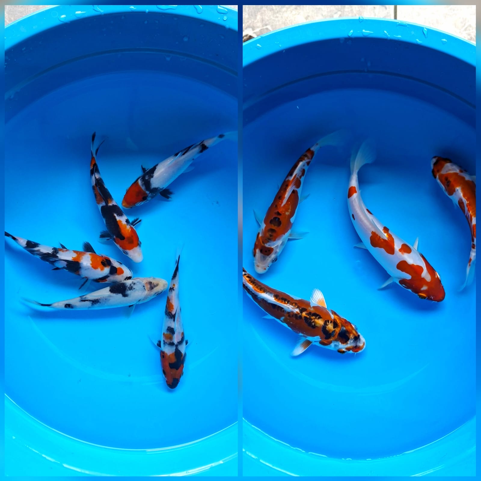Lelang Koi Online, Jual Beli Ikan Koi, Pasar Koi Terbaik, Agen Lelang Koi, Penawaran Koi Berkualitas, Harga Jual Koi, Lelang Ikan Koi Import, Beli Koi Online, Jual Koi Murah, Koi Showroom, Penjual Koi Terpercaya, Lelang Koi Jakarta, Jual Koi Lokal, Koi Kualitas Unggul, Harga Terbaik Koi, Jual Koi Indukan, Lelang Ikan Hias Koi, Pasar Koi Indonesia, Beli Koi Berkualitas Tinggi, Koi Farm Terbesar, Jual Beli Koi Impor, Lelang Ikan Koi Kualitas Premium, Daftar Harga Koi Terbaru, Pusat Jual Beli Koi, Info Lelang Koi Hari Ini.