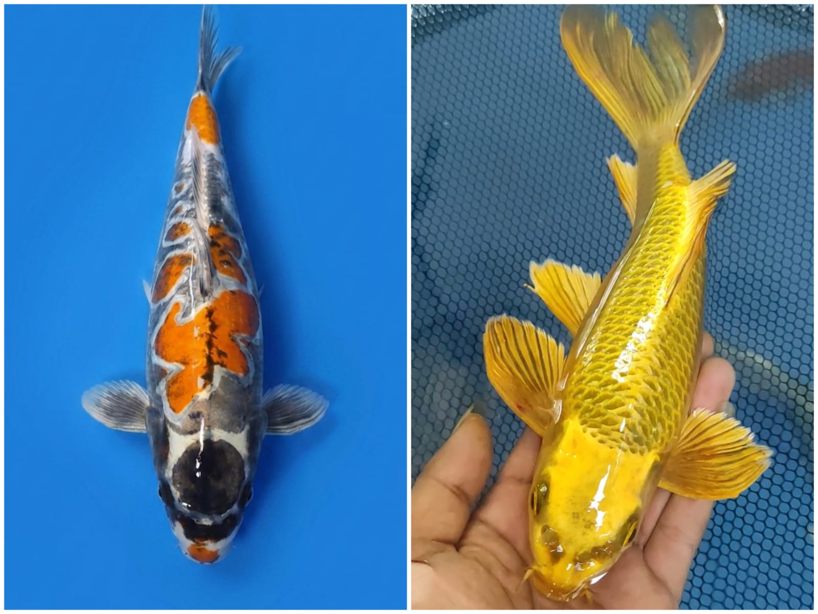 Lelang Koi Online, Jual Beli Ikan Koi, Pasar Koi Terbaik, Agen Lelang Koi, Penawaran Koi Berkualitas, Harga Jual Koi, Lelang Ikan Koi Import, Beli Koi Online, Jual Koi Murah, Koi Showroom, Penjual Koi Terpercaya, Lelang Koi Jakarta, Jual Koi Lokal, Koi Kualitas Unggul, Harga Terbaik Koi, Jual Koi Indukan, Lelang Ikan Hias Koi, Pasar Koi Indonesia, Beli Koi Berkualitas Tinggi, Koi Farm Terbesar, Jual Beli Koi Impor, Lelang Ikan Koi Kualitas Premium, Daftar Harga Koi Terbaru, Pusat Jual Beli Koi, Info Lelang Koi Hari Ini.
