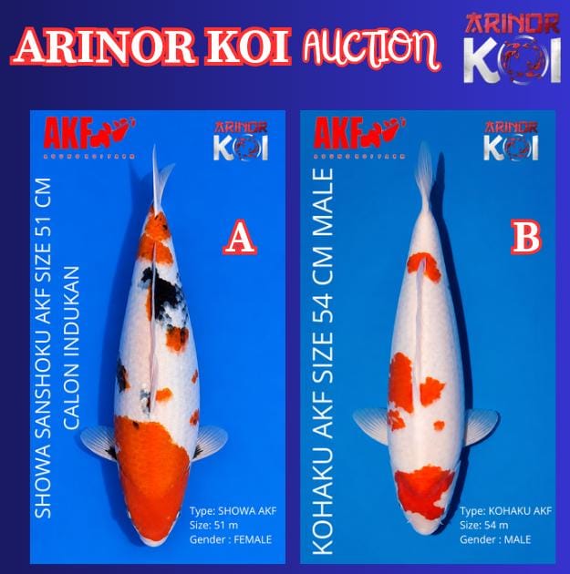 Lelang Koi Online, Jual Beli Ikan Koi, Pasar Koi Terbaik, Agen Lelang Koi, Penawaran Koi Berkualitas, Harga Jual Koi, Lelang Ikan Koi Import, Beli Koi Online, Jual Koi Murah, Koi Showroom, Penjual Koi Terpercaya, Lelang Koi Jakarta, Jual Koi Lokal, Koi Kualitas Unggul, Harga Terbaik Koi, Jual Koi Indukan, Lelang Ikan Hias Koi, Pasar Koi Indonesia, Beli Koi Berkualitas Tinggi, Koi Farm Terbesar, Jual Beli Koi Impor, Lelang Ikan Koi Kualitas Premium, Daftar Harga Koi Terbaru, Pusat Jual Beli Koi, Info Lelang Koi Hari Ini.