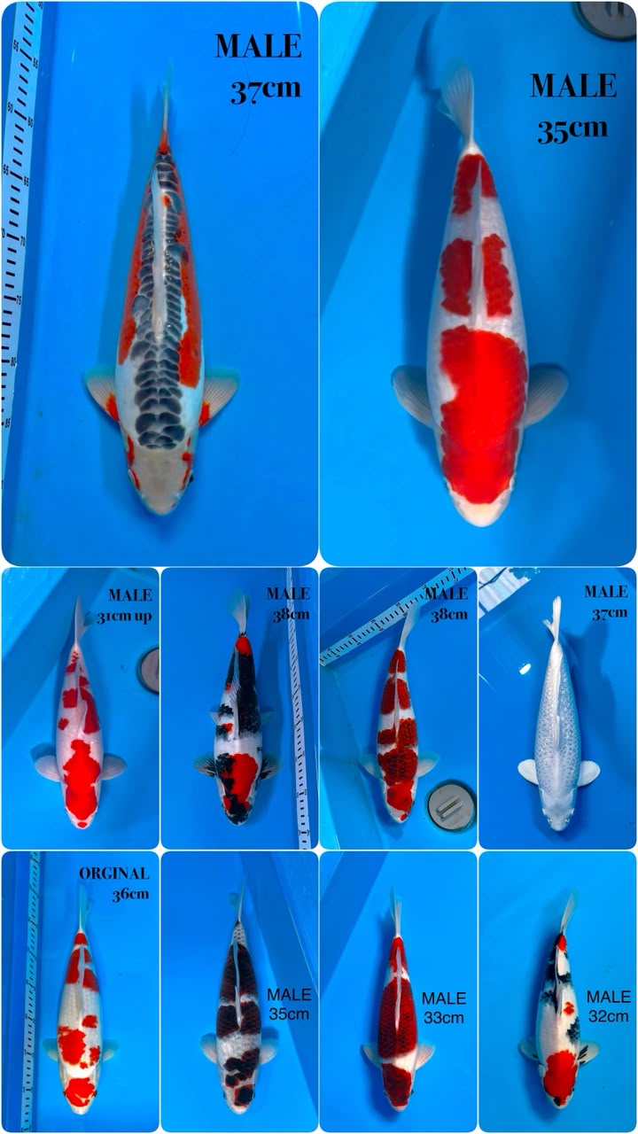 Lelang Koi Online, Jual Beli Ikan Koi, Pasar Koi Terbaik, Agen Lelang Koi, Penawaran Koi Berkualitas, Harga Jual Koi, Lelang Ikan Koi Import, Beli Koi Online, Jual Koi Murah, Koi Showroom, Penjual Koi Terpercaya, Lelang Koi Jakarta, Jual Koi Lokal, Koi Kualitas Unggul, Harga Terbaik Koi, Jual Koi Indukan, Lelang Ikan Hias Koi, Pasar Koi Indonesia, Beli Koi Berkualitas Tinggi, Koi Farm Terbesar, Jual Beli Koi Impor, Lelang Ikan Koi Kualitas Premium, Daftar Harga Koi Terbaru, Pusat Jual Beli Koi, Info Lelang Koi Hari Ini.