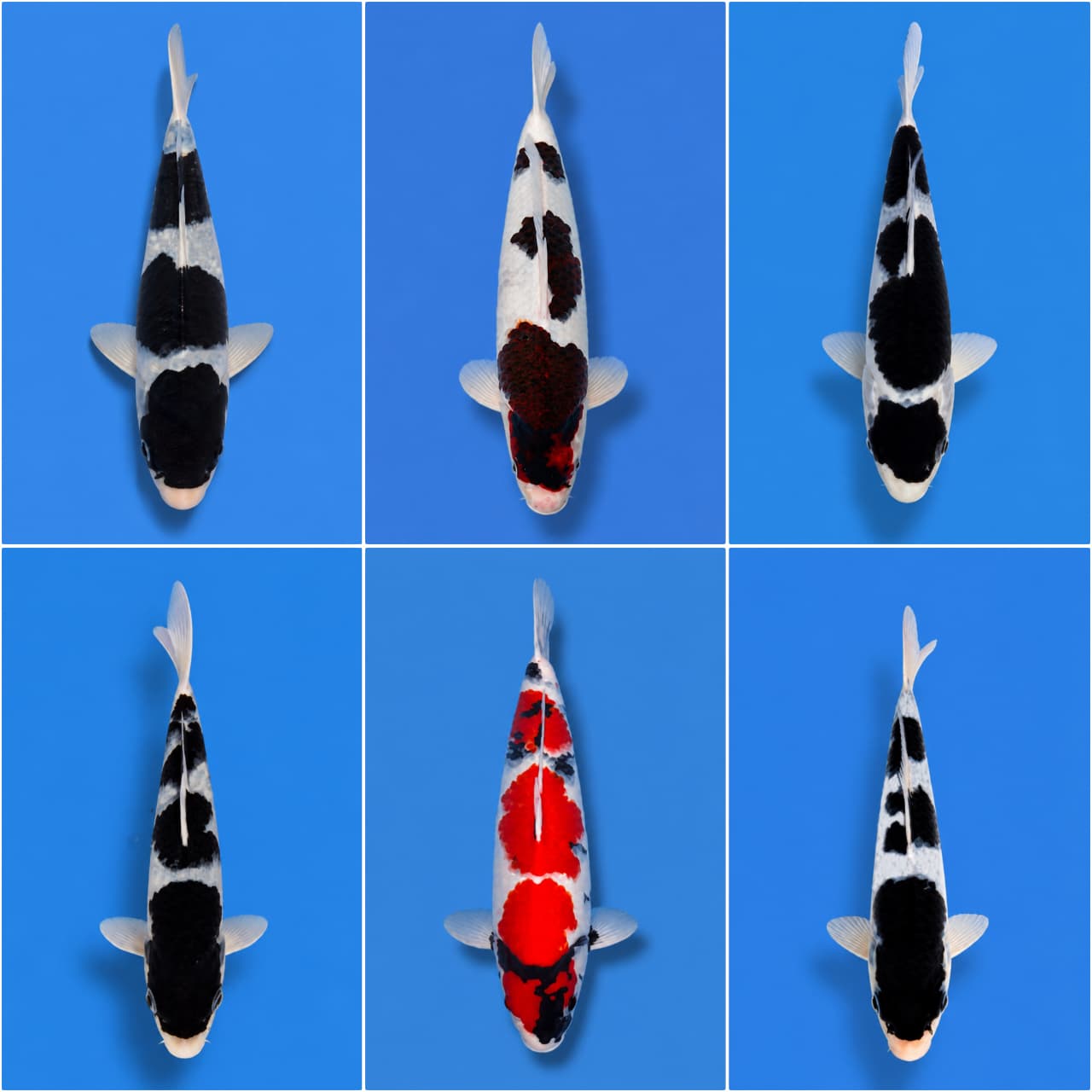 Lelang Koi Online, Jual Beli Ikan Koi, Pasar Koi Terbaik, Agen Lelang Koi, Penawaran Koi Berkualitas, Harga Jual Koi, Lelang Ikan Koi Import, Beli Koi Online, Jual Koi Murah, Koi Showroom, Penjual Koi Terpercaya, Lelang Koi Jakarta, Jual Koi Lokal, Koi Kualitas Unggul, Harga Terbaik Koi, Jual Koi Indukan, Lelang Ikan Hias Koi, Pasar Koi Indonesia, Beli Koi Berkualitas Tinggi, Koi Farm Terbesar, Jual Beli Koi Impor, Lelang Ikan Koi Kualitas Premium, Daftar Harga Koi Terbaru, Pusat Jual Beli Koi, Info Lelang Koi Hari Ini.