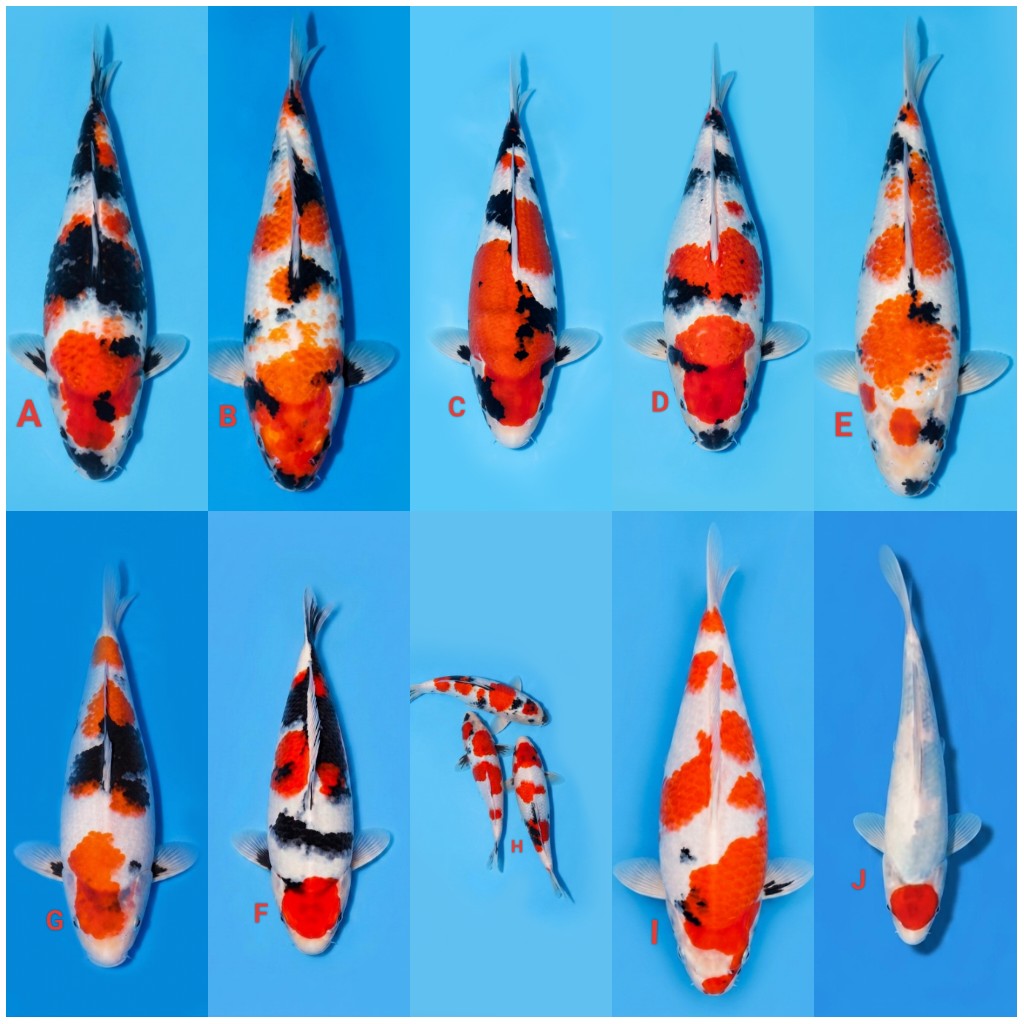 Lelang Koi Online, Jual Beli Ikan Koi, Pasar Koi Terbaik, Agen Lelang Koi, Penawaran Koi Berkualitas, Harga Jual Koi, Lelang Ikan Koi Import, Beli Koi Online, Jual Koi Murah, Koi Showroom, Penjual Koi Terpercaya, Lelang Koi Jakarta, Jual Koi Lokal, Koi Kualitas Unggul, Harga Terbaik Koi, Jual Koi Indukan, Lelang Ikan Hias Koi, Pasar Koi Indonesia, Beli Koi Berkualitas Tinggi, Koi Farm Terbesar, Jual Beli Koi Impor, Lelang Ikan Koi Kualitas Premium, Daftar Harga Koi Terbaru, Pusat Jual Beli Koi, Info Lelang Koi Hari Ini.