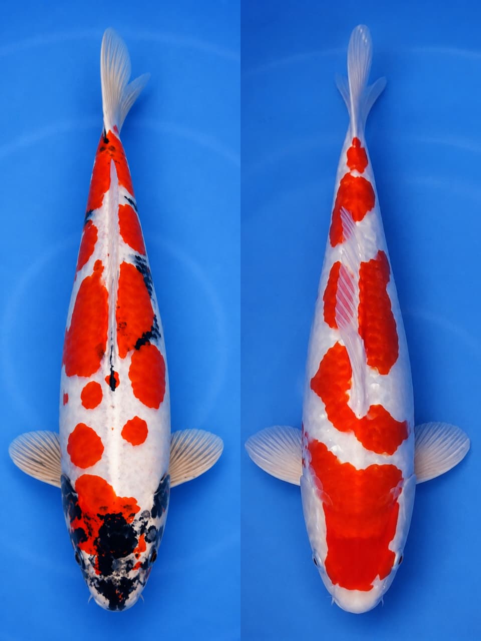 Lelang Koi Online, Jual Beli Ikan Koi, Pasar Koi Terbaik, Agen Lelang Koi, Penawaran Koi Berkualitas, Harga Jual Koi, Lelang Ikan Koi Import, Beli Koi Online, Jual Koi Murah, Koi Showroom, Penjual Koi Terpercaya, Lelang Koi Jakarta, Jual Koi Lokal, Koi Kualitas Unggul, Harga Terbaik Koi, Jual Koi Indukan, Lelang Ikan Hias Koi, Pasar Koi Indonesia, Beli Koi Berkualitas Tinggi, Koi Farm Terbesar, Jual Beli Koi Impor, Lelang Ikan Koi Kualitas Premium, Daftar Harga Koi Terbaru, Pusat Jual Beli Koi, Info Lelang Koi Hari Ini.