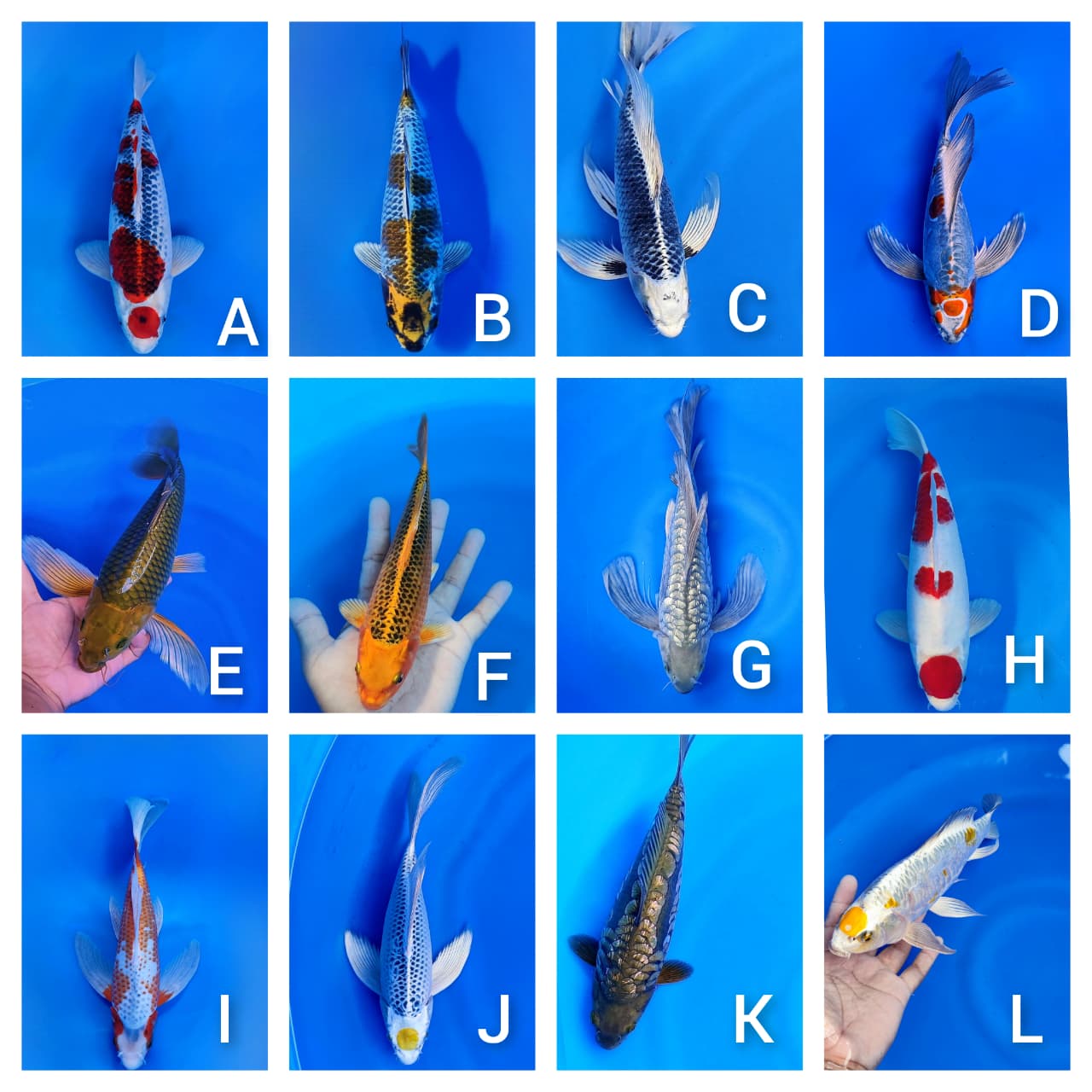 Lelang Koi Online, Jual Beli Ikan Koi, Pasar Koi Terbaik, Agen Lelang Koi, Penawaran Koi Berkualitas, Harga Jual Koi, Lelang Ikan Koi Import, Beli Koi Online, Jual Koi Murah, Koi Showroom, Penjual Koi Terpercaya, Lelang Koi Jakarta, Jual Koi Lokal, Koi Kualitas Unggul, Harga Terbaik Koi, Jual Koi Indukan, Lelang Ikan Hias Koi, Pasar Koi Indonesia, Beli Koi Berkualitas Tinggi, Koi Farm Terbesar, Jual Beli Koi Impor, Lelang Ikan Koi Kualitas Premium, Daftar Harga Koi Terbaru, Pusat Jual Beli Koi, Info Lelang Koi Hari Ini.