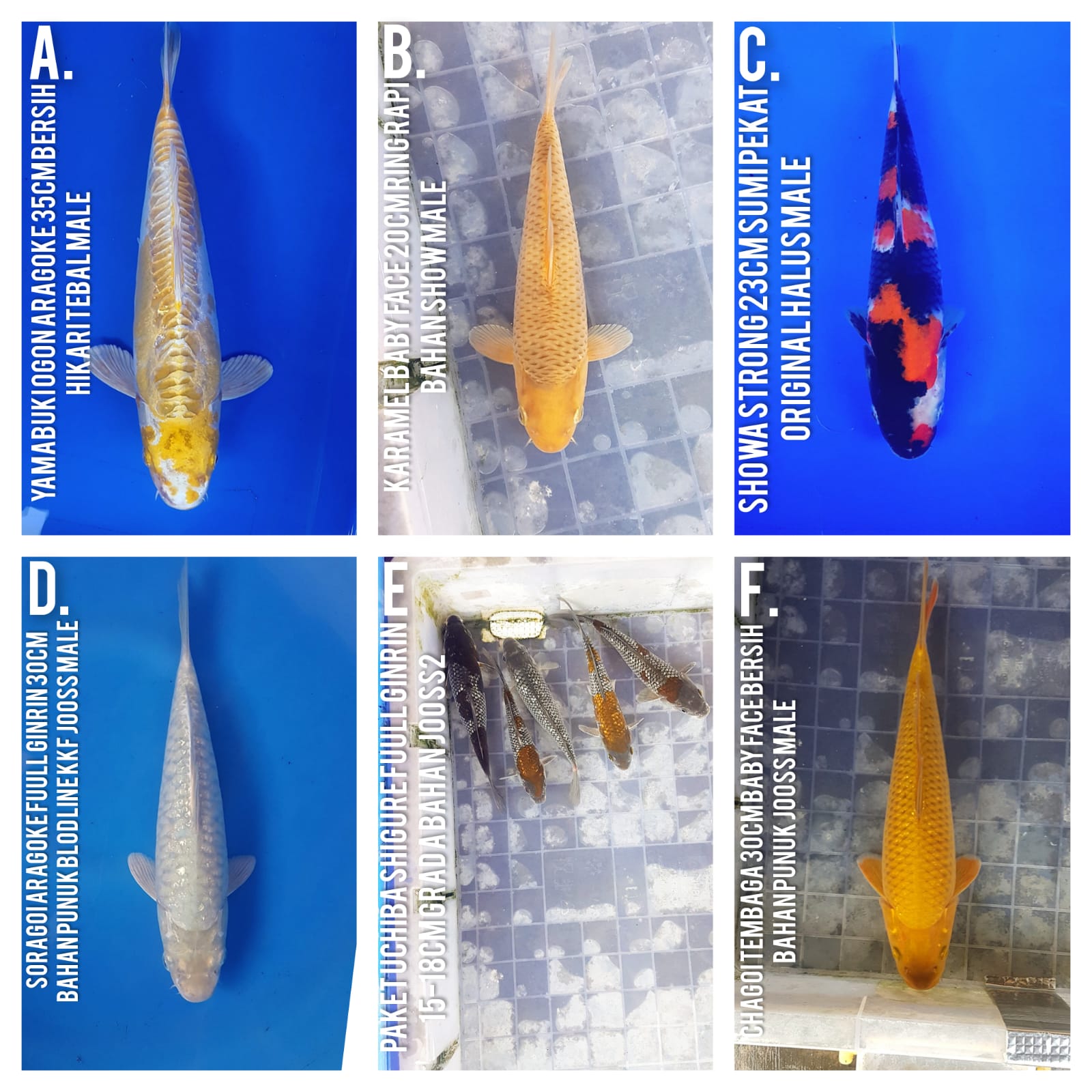 Lelang Koi Online, Jual Beli Ikan Koi, Pasar Koi Terbaik, Agen Lelang Koi, Penawaran Koi Berkualitas, Harga Jual Koi, Lelang Ikan Koi Import, Beli Koi Online, Jual Koi Murah, Koi Showroom, Penjual Koi Terpercaya, Lelang Koi Jakarta, Jual Koi Lokal, Koi Kualitas Unggul, Harga Terbaik Koi, Jual Koi Indukan, Lelang Ikan Hias Koi, Pasar Koi Indonesia, Beli Koi Berkualitas Tinggi, Koi Farm Terbesar, Jual Beli Koi Impor, Lelang Ikan Koi Kualitas Premium, Daftar Harga Koi Terbaru, Pusat Jual Beli Koi, Info Lelang Koi Hari Ini.