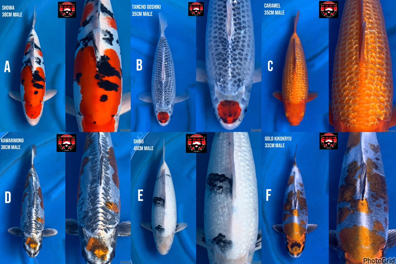Lelang Koi Online, Jual Beli Ikan Koi, Pasar Koi Terbaik, Agen Lelang Koi, Penawaran Koi Berkualitas, Harga Jual Koi, Lelang Ikan Koi Import, Beli Koi Online, Jual Koi Murah, Koi Showroom, Penjual Koi Terpercaya, Lelang Koi Jakarta, Jual Koi Lokal, Koi Kualitas Unggul, Harga Terbaik Koi, Jual Koi Indukan, Lelang Ikan Hias Koi, Pasar Koi Indonesia, Beli Koi Berkualitas Tinggi, Koi Farm Terbesar, Jual Beli Koi Impor, Lelang Ikan Koi Kualitas Premium, Daftar Harga Koi Terbaru, Pusat Jual Beli Koi, Info Lelang Koi Hari Ini.