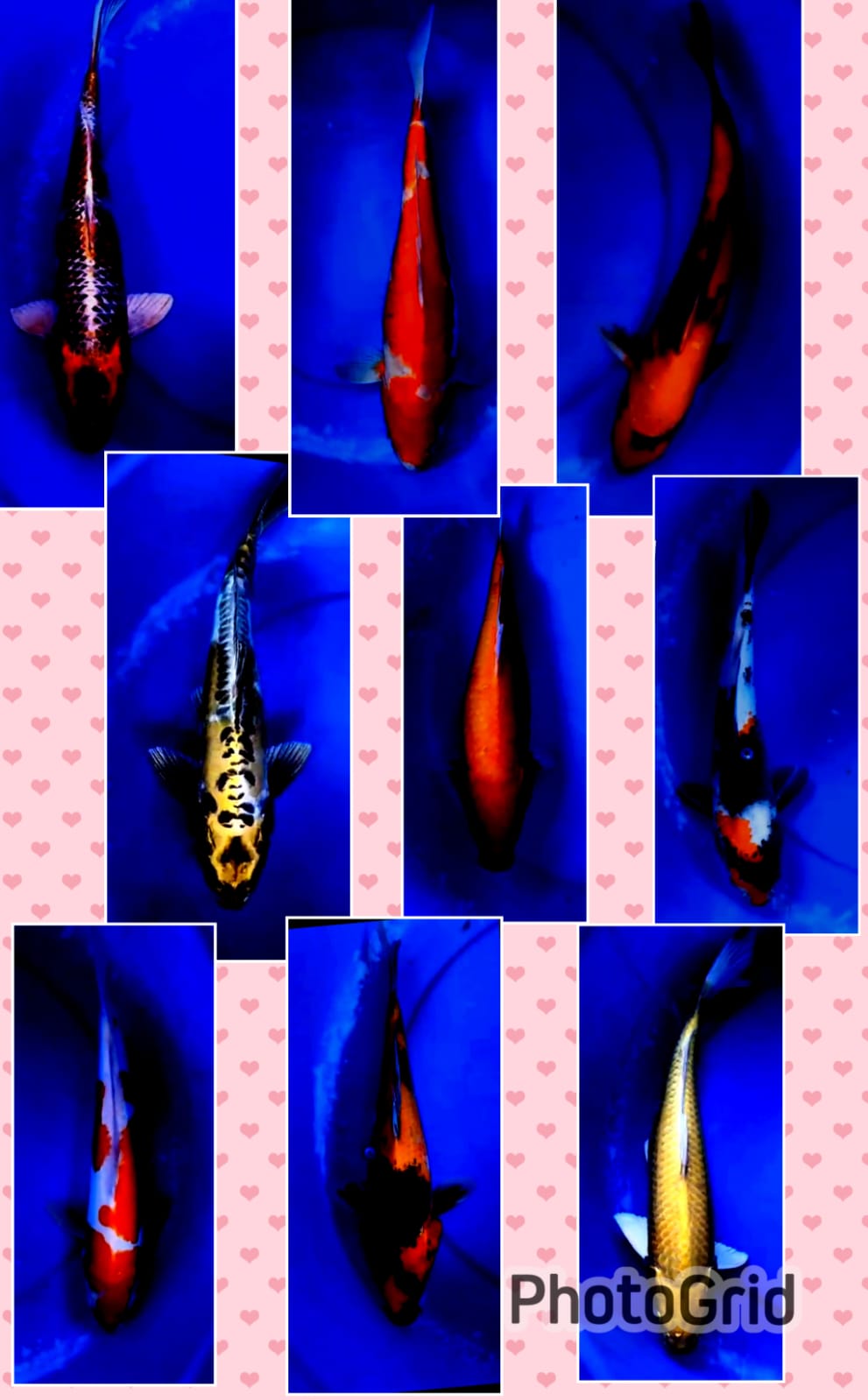 Lelang Koi Online, Jual Beli Ikan Koi, Pasar Koi Terbaik, Agen Lelang Koi, Penawaran Koi Berkualitas, Harga Jual Koi, Lelang Ikan Koi Import, Beli Koi Online, Jual Koi Murah, Koi Showroom, Penjual Koi Terpercaya, Lelang Koi Jakarta, Jual Koi Lokal, Koi Kualitas Unggul, Harga Terbaik Koi, Jual Koi Indukan, Lelang Ikan Hias Koi, Pasar Koi Indonesia, Beli Koi Berkualitas Tinggi, Koi Farm Terbesar, Jual Beli Koi Impor, Lelang Ikan Koi Kualitas Premium, Daftar Harga Koi Terbaru, Pusat Jual Beli Koi, Info Lelang Koi Hari Ini.