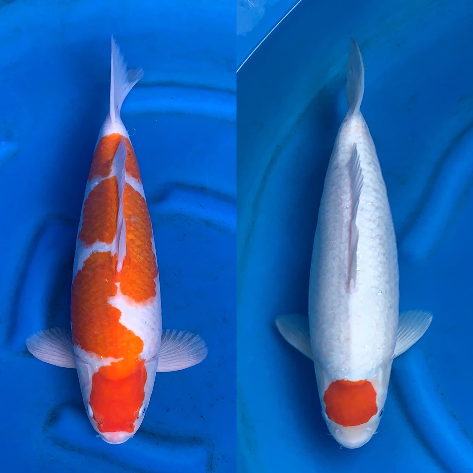 Lelang Koi Online, Jual Beli Ikan Koi, Pasar Koi Terbaik, Agen Lelang Koi, Penawaran Koi Berkualitas, Harga Jual Koi, Lelang Ikan Koi Import, Beli Koi Online, Jual Koi Murah, Koi Showroom, Penjual Koi Terpercaya, Lelang Koi Jakarta, Jual Koi Lokal, Koi Kualitas Unggul, Harga Terbaik Koi, Jual Koi Indukan, Lelang Ikan Hias Koi, Pasar Koi Indonesia, Beli Koi Berkualitas Tinggi, Koi Farm Terbesar, Jual Beli Koi Impor, Lelang Ikan Koi Kualitas Premium, Daftar Harga Koi Terbaru, Pusat Jual Beli Koi, Info Lelang Koi Hari Ini.