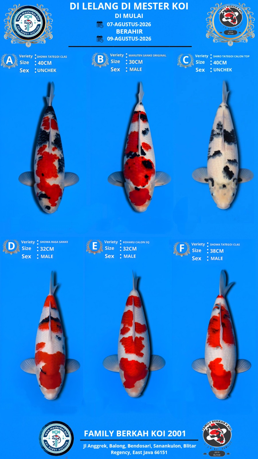 Lelang Koi Online, Jual Beli Ikan Koi, Pasar Koi Terbaik, Agen Lelang Koi, Penawaran Koi Berkualitas, Harga Jual Koi, Lelang Ikan Koi Import, Beli Koi Online, Jual Koi Murah, Koi Showroom, Penjual Koi Terpercaya, Lelang Koi Jakarta, Jual Koi Lokal, Koi Kualitas Unggul, Harga Terbaik Koi, Jual Koi Indukan, Lelang Ikan Hias Koi, Pasar Koi Indonesia, Beli Koi Berkualitas Tinggi, Koi Farm Terbesar, Jual Beli Koi Impor, Lelang Ikan Koi Kualitas Premium, Daftar Harga Koi Terbaru, Pusat Jual Beli Koi, Info Lelang Koi Hari Ini.