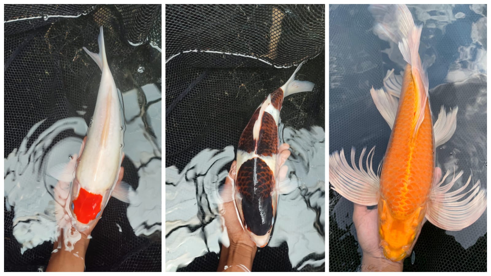 Lelang Koi Online, Jual Beli Ikan Koi, Pasar Koi Terbaik, Agen Lelang Koi, Penawaran Koi Berkualitas, Harga Jual Koi, Lelang Ikan Koi Import, Beli Koi Online, Jual Koi Murah, Koi Showroom, Penjual Koi Terpercaya, Lelang Koi Jakarta, Jual Koi Lokal, Koi Kualitas Unggul, Harga Terbaik Koi, Jual Koi Indukan, Lelang Ikan Hias Koi, Pasar Koi Indonesia, Beli Koi Berkualitas Tinggi, Koi Farm Terbesar, Jual Beli Koi Impor, Lelang Ikan Koi Kualitas Premium, Daftar Harga Koi Terbaru, Pusat Jual Beli Koi, Info Lelang Koi Hari Ini.