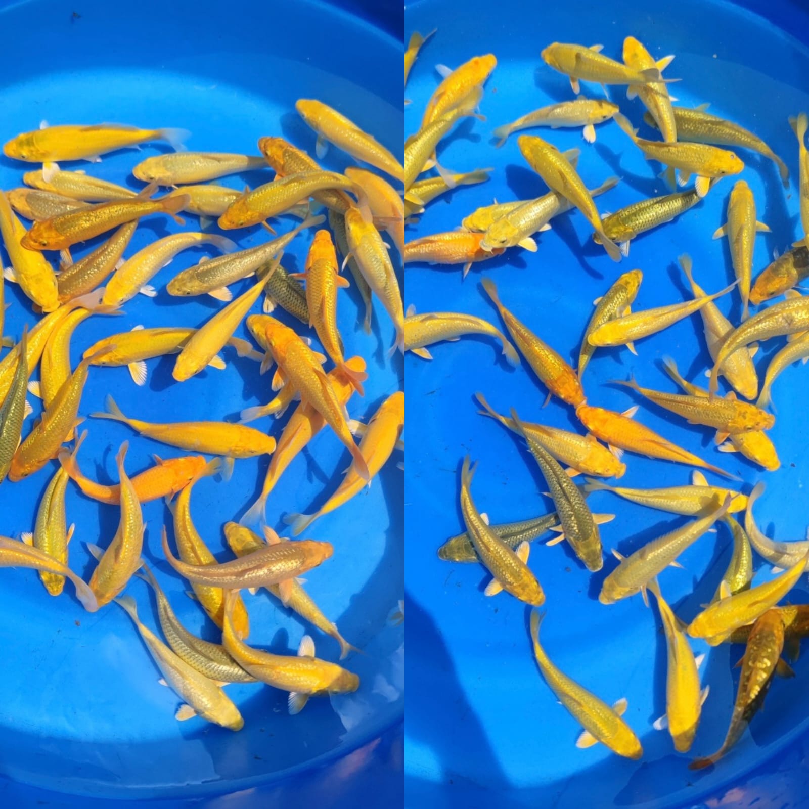 Lelang Koi Online, Jual Beli Ikan Koi, Pasar Koi Terbaik, Agen Lelang Koi, Penawaran Koi Berkualitas, Harga Jual Koi, Lelang Ikan Koi Import, Beli Koi Online, Jual Koi Murah, Koi Showroom, Penjual Koi Terpercaya, Lelang Koi Jakarta, Jual Koi Lokal, Koi Kualitas Unggul, Harga Terbaik Koi, Jual Koi Indukan, Lelang Ikan Hias Koi, Pasar Koi Indonesia, Beli Koi Berkualitas Tinggi, Koi Farm Terbesar, Jual Beli Koi Impor, Lelang Ikan Koi Kualitas Premium, Daftar Harga Koi Terbaru, Pusat Jual Beli Koi, Info Lelang Koi Hari Ini.