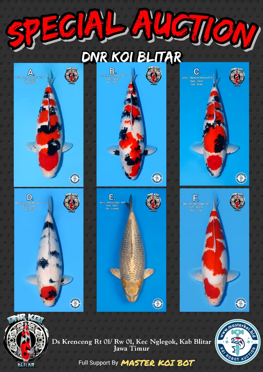 Lelang Koi Online, Jual Beli Ikan Koi, Pasar Koi Terbaik, Agen Lelang Koi, Penawaran Koi Berkualitas, Harga Jual Koi, Lelang Ikan Koi Import, Beli Koi Online, Jual Koi Murah, Koi Showroom, Penjual Koi Terpercaya, Lelang Koi Jakarta, Jual Koi Lokal, Koi Kualitas Unggul, Harga Terbaik Koi, Jual Koi Indukan, Lelang Ikan Hias Koi, Pasar Koi Indonesia, Beli Koi Berkualitas Tinggi, Koi Farm Terbesar, Jual Beli Koi Impor, Lelang Ikan Koi Kualitas Premium, Daftar Harga Koi Terbaru, Pusat Jual Beli Koi, Info Lelang Koi Hari Ini.