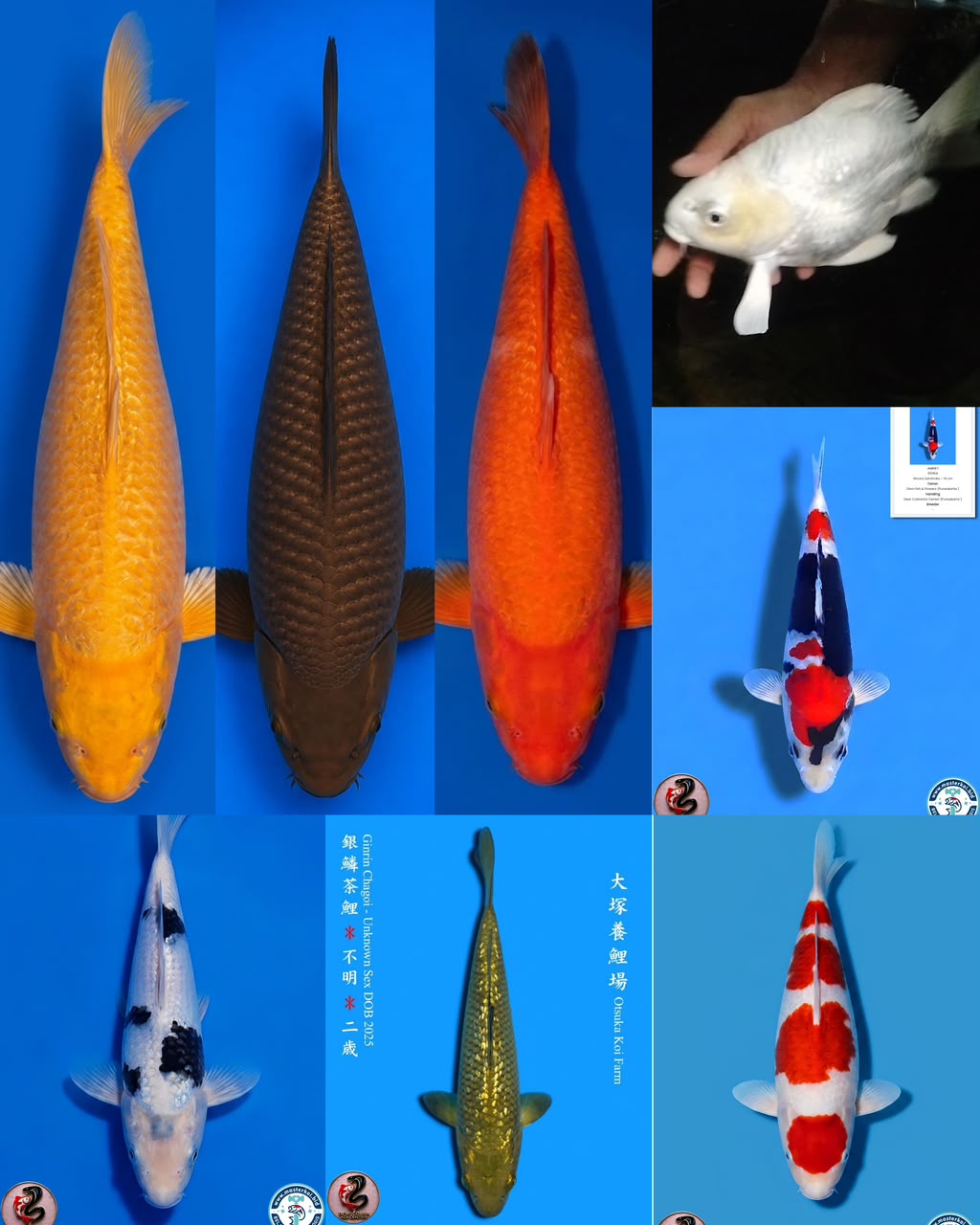 Lelang Koi Online, Jual Beli Ikan Koi, Pasar Koi Terbaik, Agen Lelang Koi, Penawaran Koi Berkualitas, Harga Jual Koi, Lelang Ikan Koi Import, Beli Koi Online, Jual Koi Murah, Koi Showroom, Penjual Koi Terpercaya, Lelang Koi Jakarta, Jual Koi Lokal, Koi Kualitas Unggul, Harga Terbaik Koi, Jual Koi Indukan, Lelang Ikan Hias Koi, Pasar Koi Indonesia, Beli Koi Berkualitas Tinggi, Koi Farm Terbesar, Jual Beli Koi Impor, Lelang Ikan Koi Kualitas Premium, Daftar Harga Koi Terbaru, Pusat Jual Beli Koi, Info Lelang Koi Hari Ini.