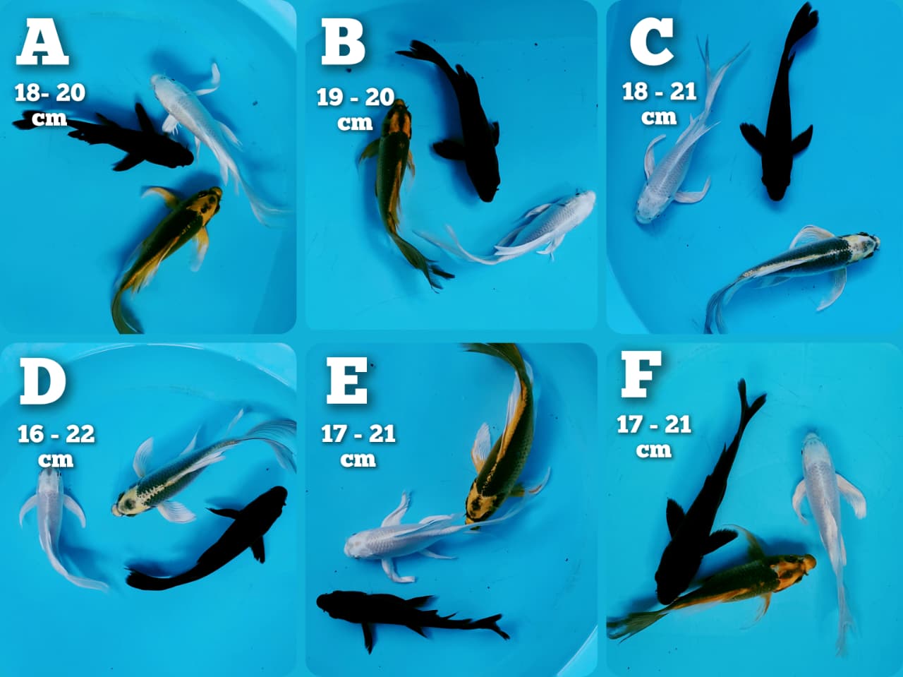 Lelang Koi Online, Jual Beli Ikan Koi, Pasar Koi Terbaik, Agen Lelang Koi, Penawaran Koi Berkualitas, Harga Jual Koi, Lelang Ikan Koi Import, Beli Koi Online, Jual Koi Murah, Koi Showroom, Penjual Koi Terpercaya, Lelang Koi Jakarta, Jual Koi Lokal, Koi Kualitas Unggul, Harga Terbaik Koi, Jual Koi Indukan, Lelang Ikan Hias Koi, Pasar Koi Indonesia, Beli Koi Berkualitas Tinggi, Koi Farm Terbesar, Jual Beli Koi Impor, Lelang Ikan Koi Kualitas Premium, Daftar Harga Koi Terbaru, Pusat Jual Beli Koi, Info Lelang Koi Hari Ini.