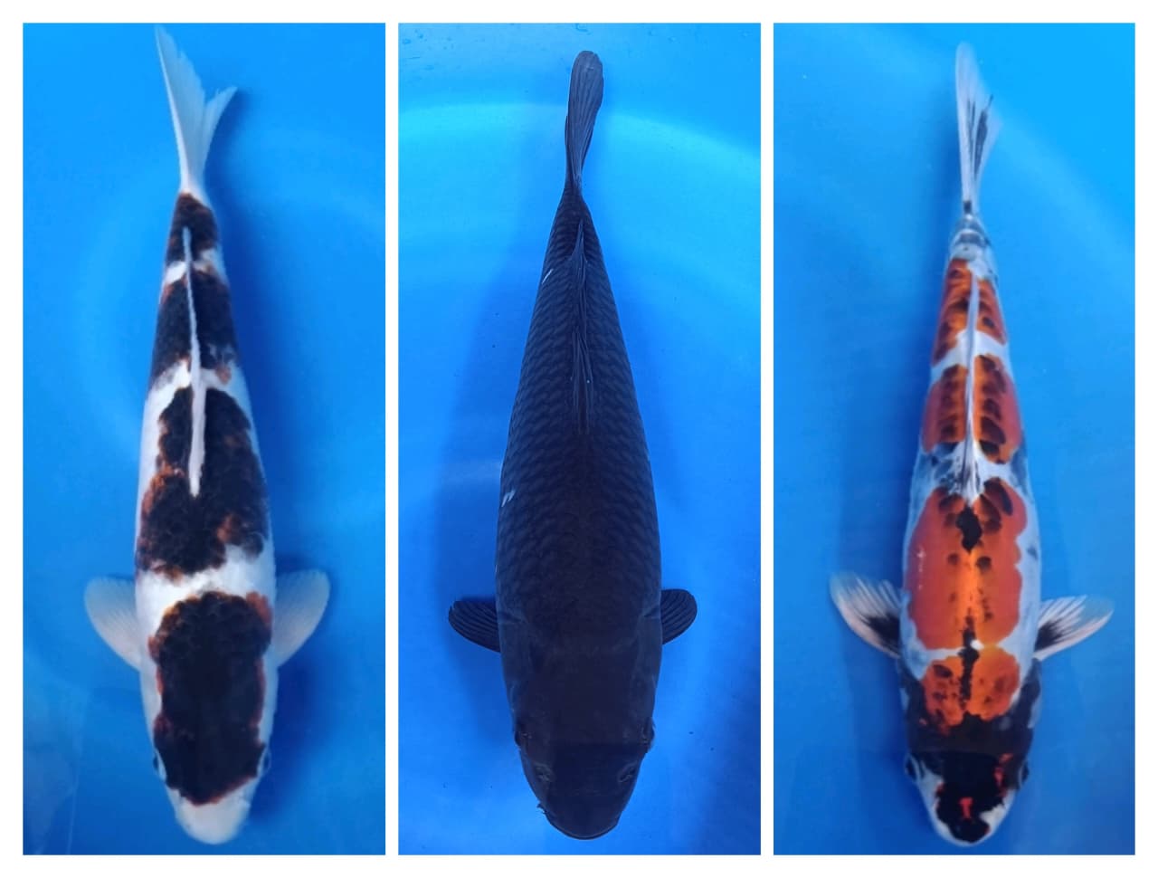 Lelang Koi Online, Jual Beli Ikan Koi, Pasar Koi Terbaik, Agen Lelang Koi, Penawaran Koi Berkualitas, Harga Jual Koi, Lelang Ikan Koi Import, Beli Koi Online, Jual Koi Murah, Koi Showroom, Penjual Koi Terpercaya, Lelang Koi Jakarta, Jual Koi Lokal, Koi Kualitas Unggul, Harga Terbaik Koi, Jual Koi Indukan, Lelang Ikan Hias Koi, Pasar Koi Indonesia, Beli Koi Berkualitas Tinggi, Koi Farm Terbesar, Jual Beli Koi Impor, Lelang Ikan Koi Kualitas Premium, Daftar Harga Koi Terbaru, Pusat Jual Beli Koi, Info Lelang Koi Hari Ini.