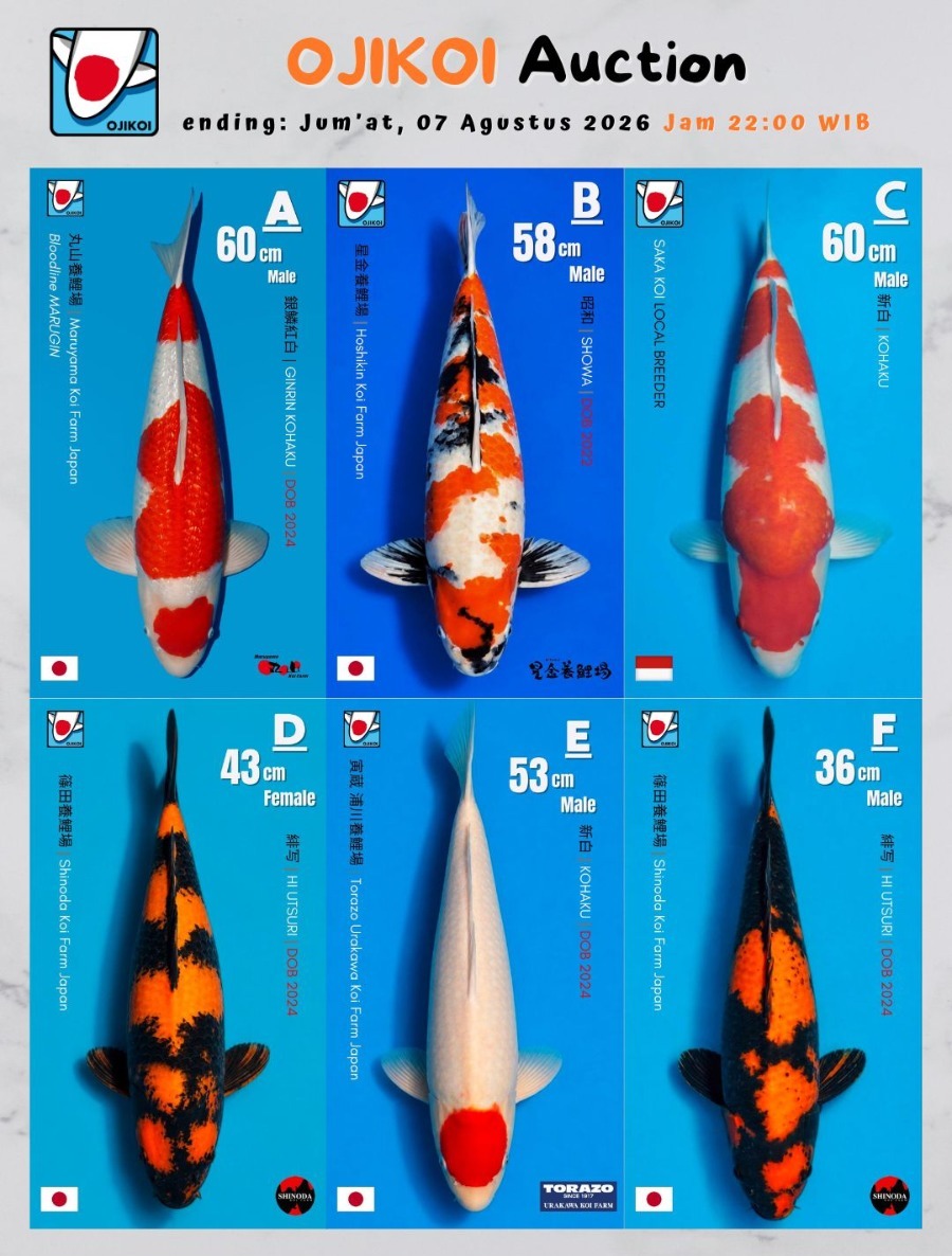 Lelang Koi Online, Jual Beli Ikan Koi, Pasar Koi Terbaik, Agen Lelang Koi, Penawaran Koi Berkualitas, Harga Jual Koi, Lelang Ikan Koi Import, Beli Koi Online, Jual Koi Murah, Koi Showroom, Penjual Koi Terpercaya, Lelang Koi Jakarta, Jual Koi Lokal, Koi Kualitas Unggul, Harga Terbaik Koi, Jual Koi Indukan, Lelang Ikan Hias Koi, Pasar Koi Indonesia, Beli Koi Berkualitas Tinggi, Koi Farm Terbesar, Jual Beli Koi Impor, Lelang Ikan Koi Kualitas Premium, Daftar Harga Koi Terbaru, Pusat Jual Beli Koi, Info Lelang Koi Hari Ini.