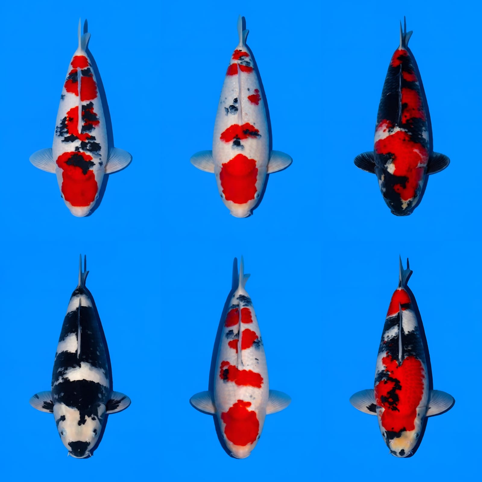 Lelang Koi Online, Jual Beli Ikan Koi, Pasar Koi Terbaik, Agen Lelang Koi, Penawaran Koi Berkualitas, Harga Jual Koi, Lelang Ikan Koi Import, Beli Koi Online, Jual Koi Murah, Koi Showroom, Penjual Koi Terpercaya, Lelang Koi Jakarta, Jual Koi Lokal, Koi Kualitas Unggul, Harga Terbaik Koi, Jual Koi Indukan, Lelang Ikan Hias Koi, Pasar Koi Indonesia, Beli Koi Berkualitas Tinggi, Koi Farm Terbesar, Jual Beli Koi Impor, Lelang Ikan Koi Kualitas Premium, Daftar Harga Koi Terbaru, Pusat Jual Beli Koi, Info Lelang Koi Hari Ini.