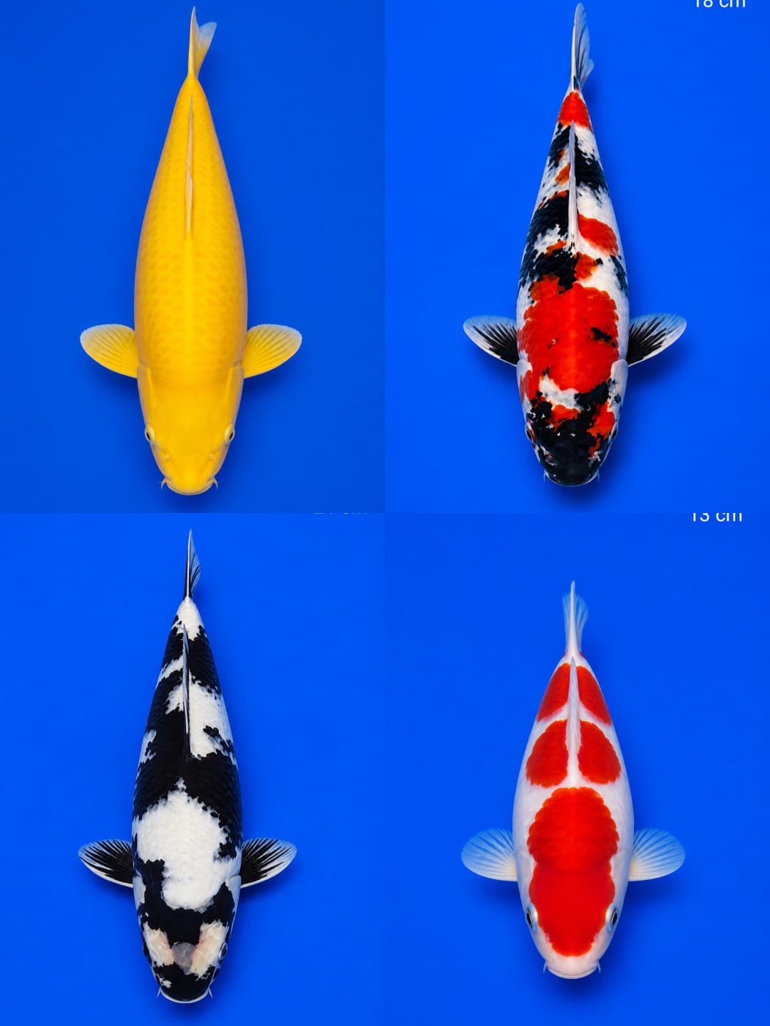 Lelang Koi Online, Jual Beli Ikan Koi, Pasar Koi Terbaik, Agen Lelang Koi, Penawaran Koi Berkualitas, Harga Jual Koi, Lelang Ikan Koi Import, Beli Koi Online, Jual Koi Murah, Koi Showroom, Penjual Koi Terpercaya, Lelang Koi Jakarta, Jual Koi Lokal, Koi Kualitas Unggul, Harga Terbaik Koi, Jual Koi Indukan, Lelang Ikan Hias Koi, Pasar Koi Indonesia, Beli Koi Berkualitas Tinggi, Koi Farm Terbesar, Jual Beli Koi Impor, Lelang Ikan Koi Kualitas Premium, Daftar Harga Koi Terbaru, Pusat Jual Beli Koi, Info Lelang Koi Hari Ini.