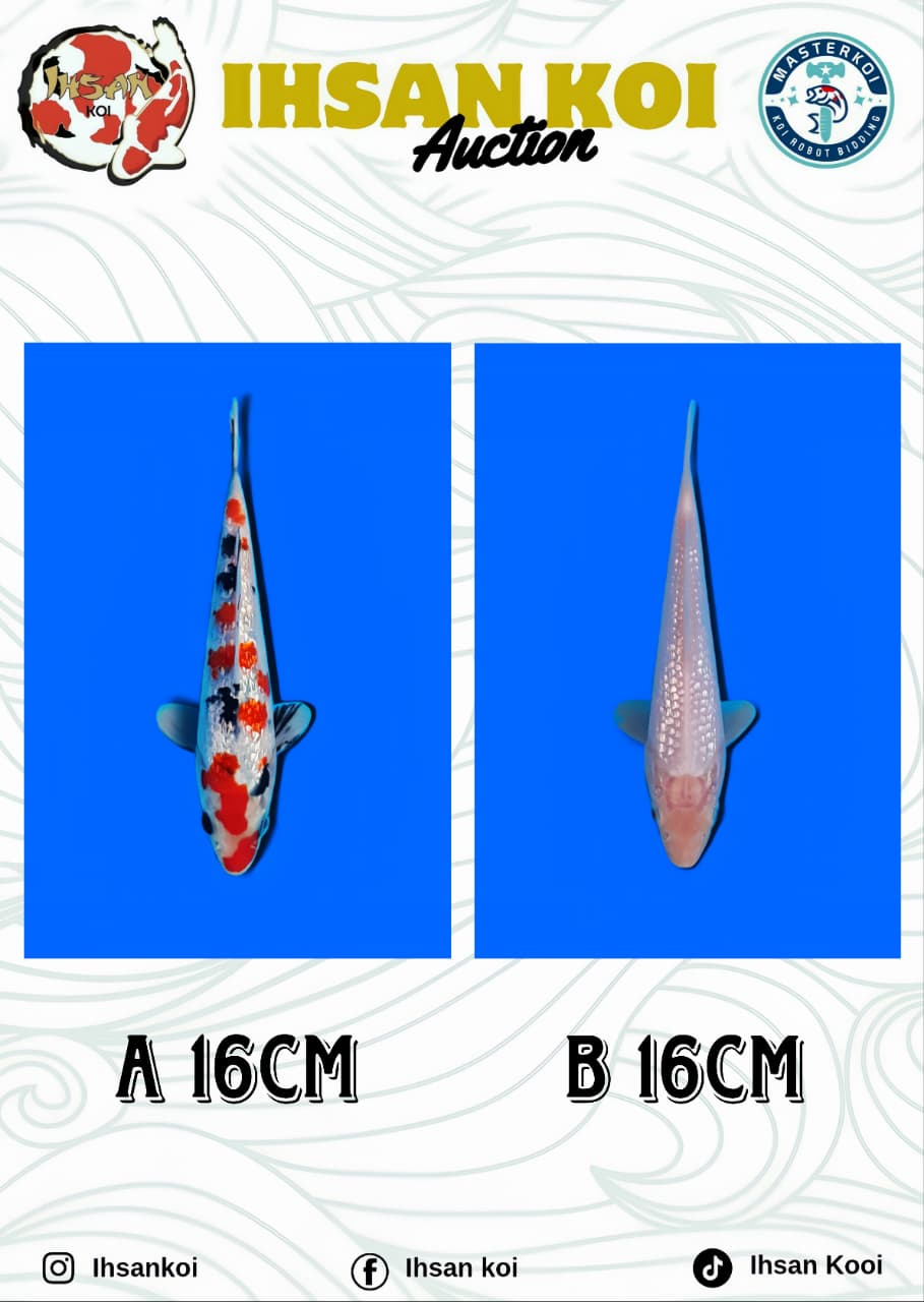 Lelang Koi Online, Jual Beli Ikan Koi, Pasar Koi Terbaik, Agen Lelang Koi, Penawaran Koi Berkualitas, Harga Jual Koi, Lelang Ikan Koi Import, Beli Koi Online, Jual Koi Murah, Koi Showroom, Penjual Koi Terpercaya, Lelang Koi Jakarta, Jual Koi Lokal, Koi Kualitas Unggul, Harga Terbaik Koi, Jual Koi Indukan, Lelang Ikan Hias Koi, Pasar Koi Indonesia, Beli Koi Berkualitas Tinggi, Koi Farm Terbesar, Jual Beli Koi Impor, Lelang Ikan Koi Kualitas Premium, Daftar Harga Koi Terbaru, Pusat Jual Beli Koi, Info Lelang Koi Hari Ini.